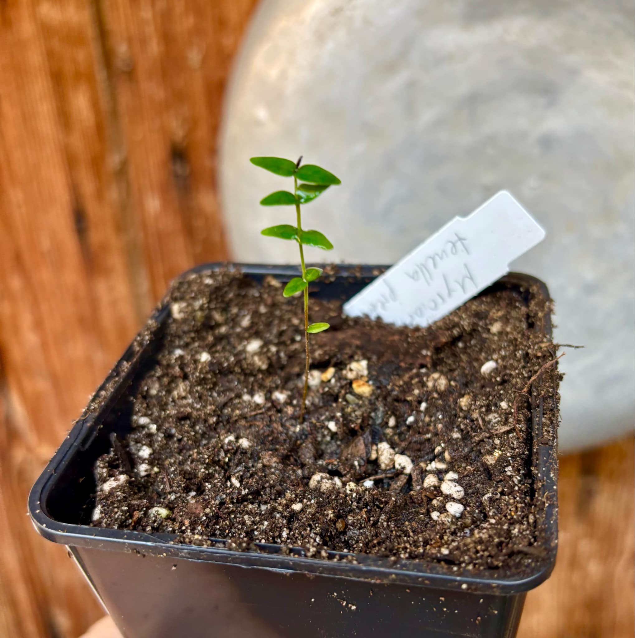 Myrciaria tenella preta  - 1 small potted seedling / 1 kleiner, getopfter Sämling