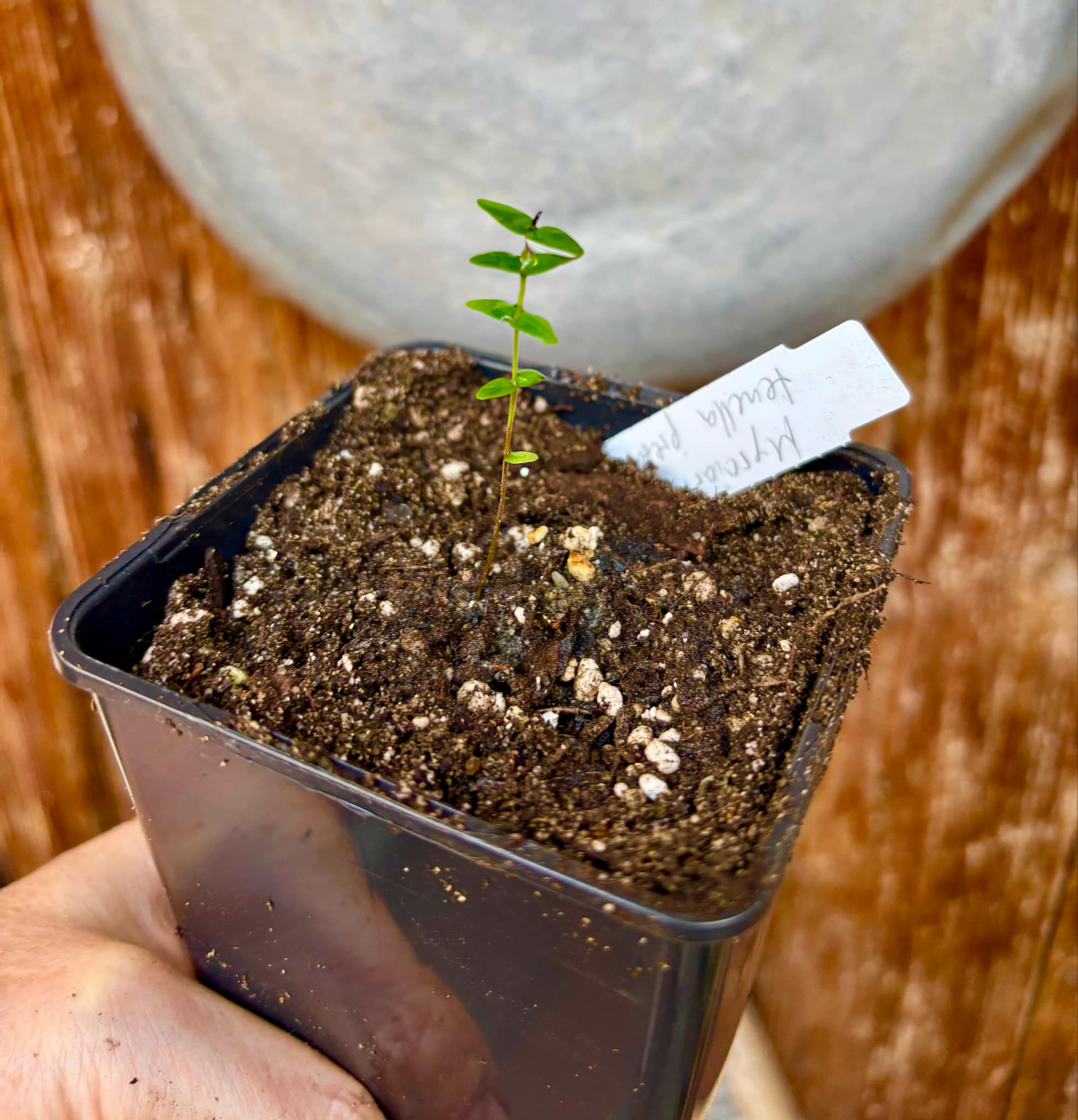 Myrciaria tenella preta  - 1 small potted seedling / 1 kleiner, getopfter Sämling