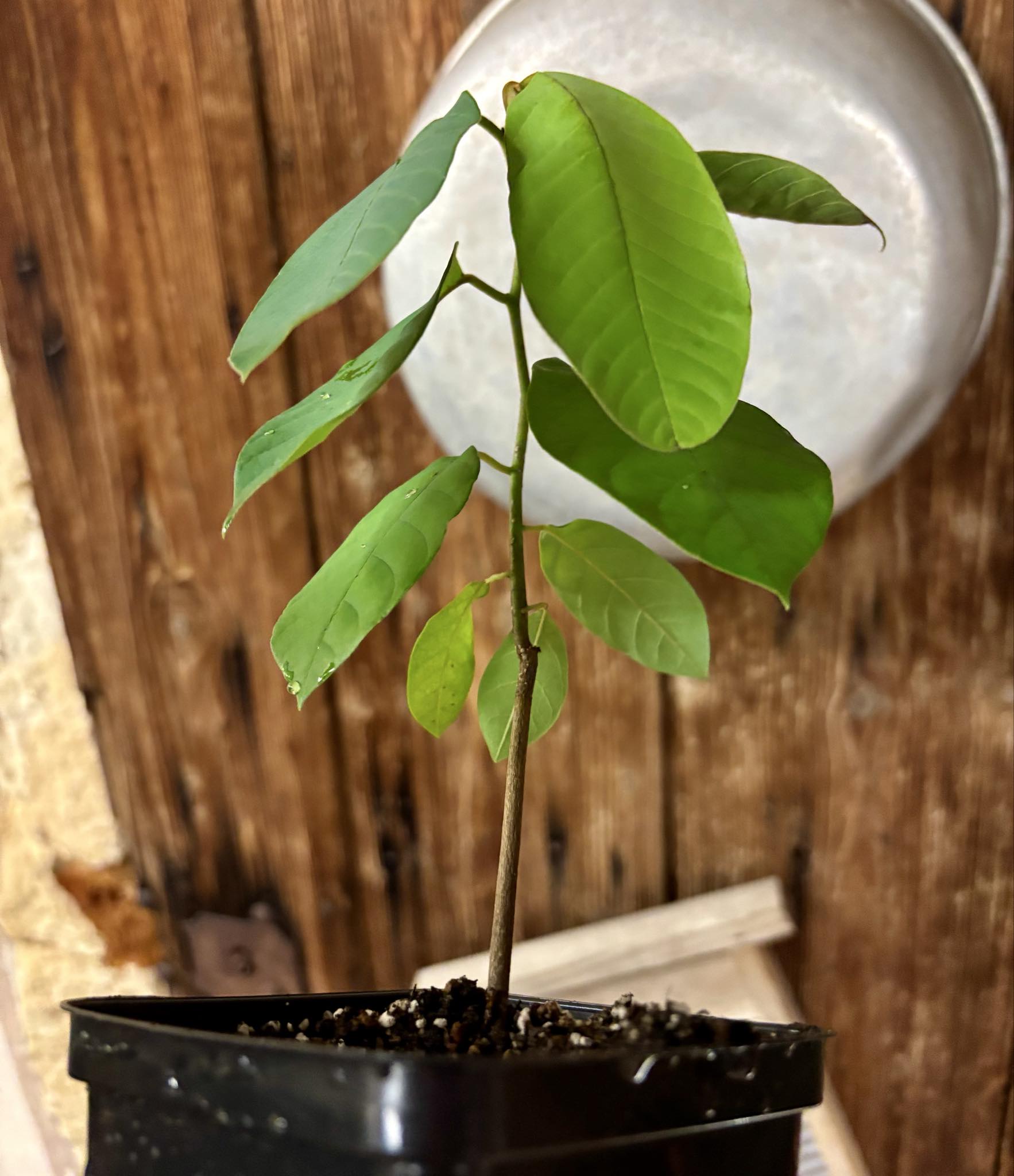 Annona andicola  - 1 potted plant / 1 getopfte Pflanze