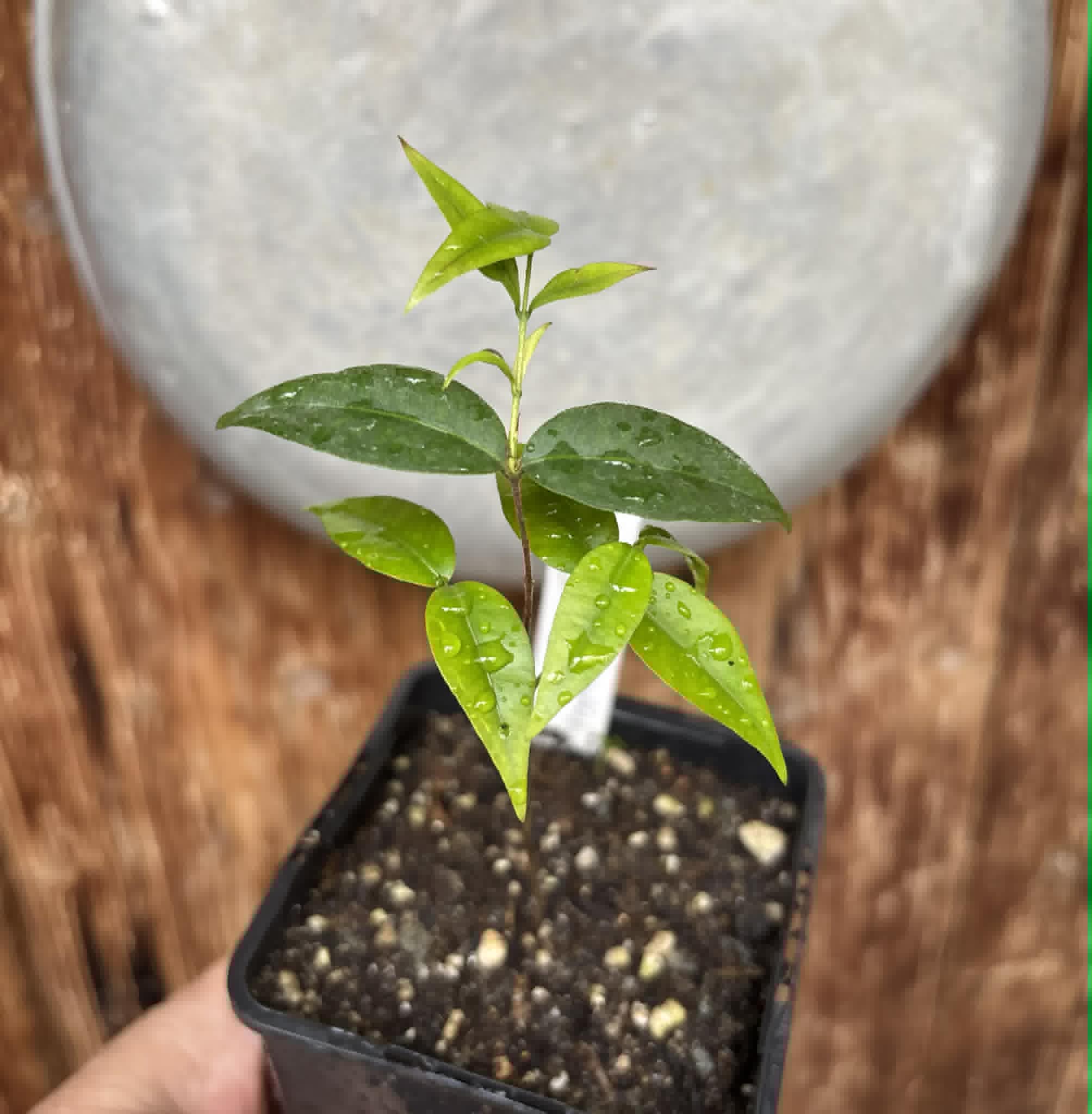 Neomitranthes obscura - 1 potted seedling/ 1 getopfter Sämling