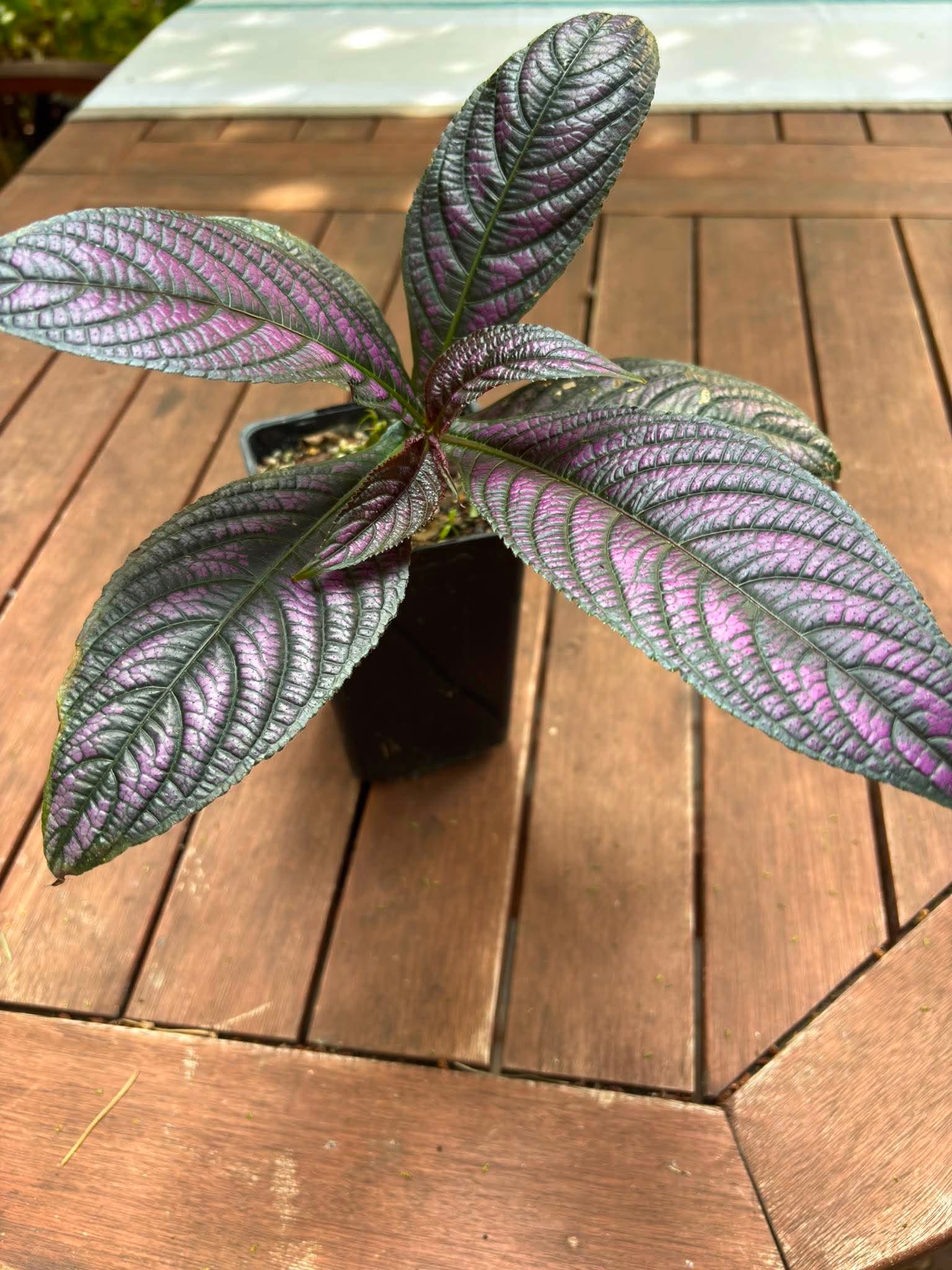 Persian shild - (Strobilanthes dyeriana) - 1 potted plant / 1 getopfte Pflanze