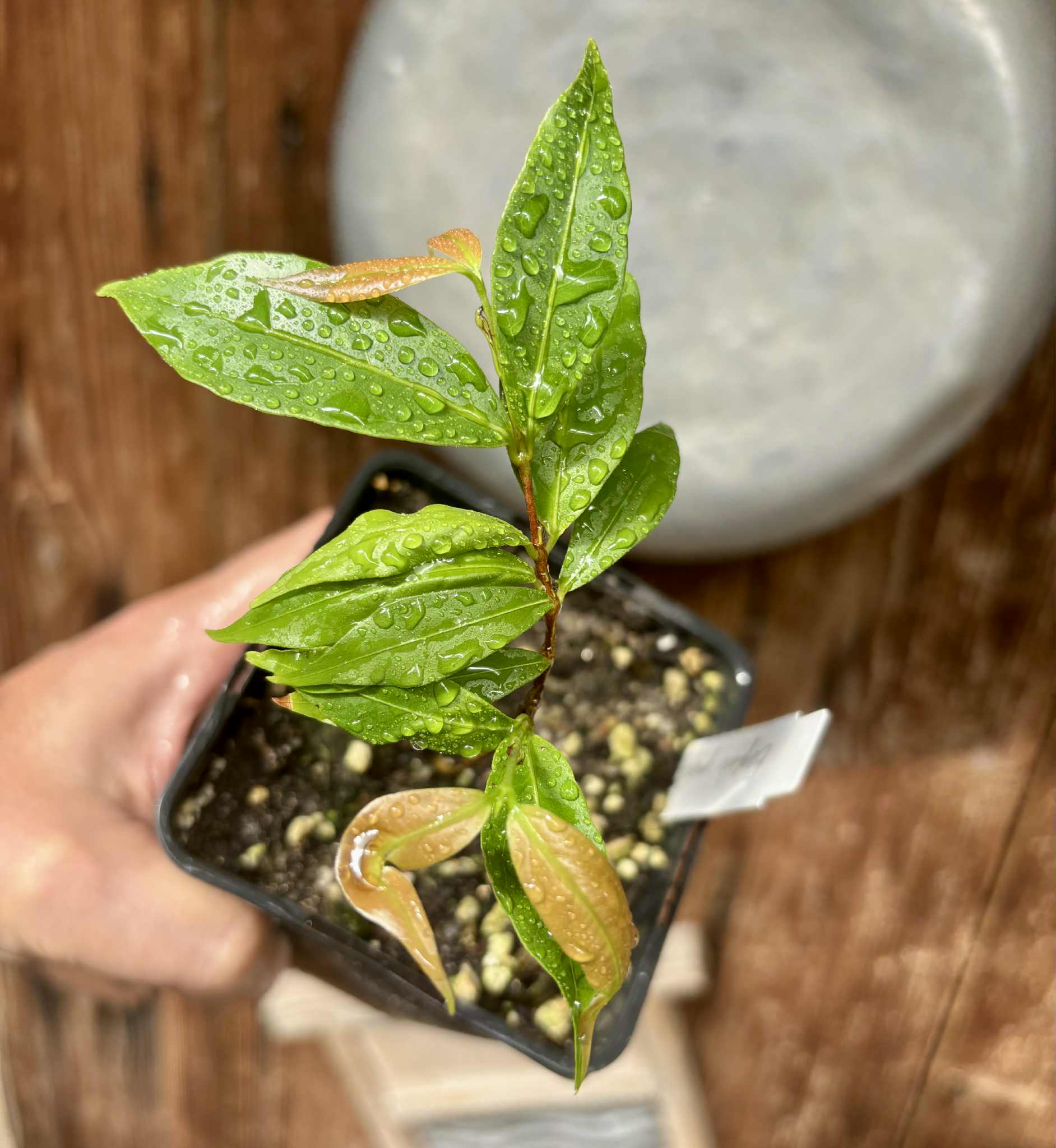 last seedling - Ruby do Amazonas (Eugenia patrisii) 1 potted seedling / 1 getopfter Sämling