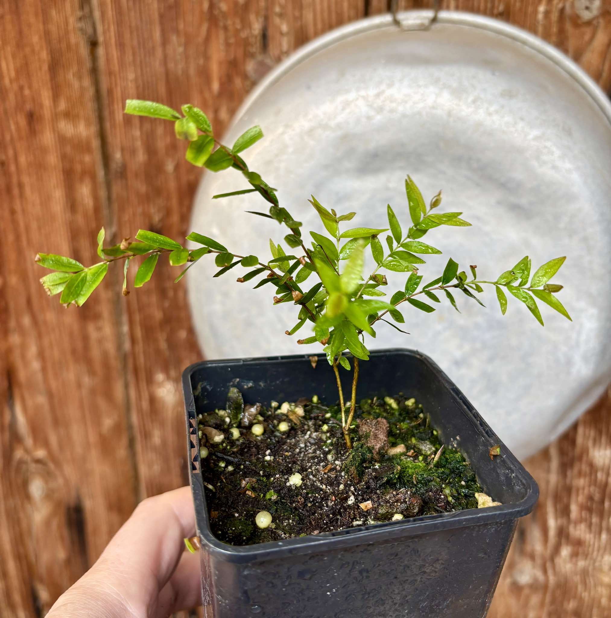 Myrciaria delicatula - potted plant / getopfte Pflanze