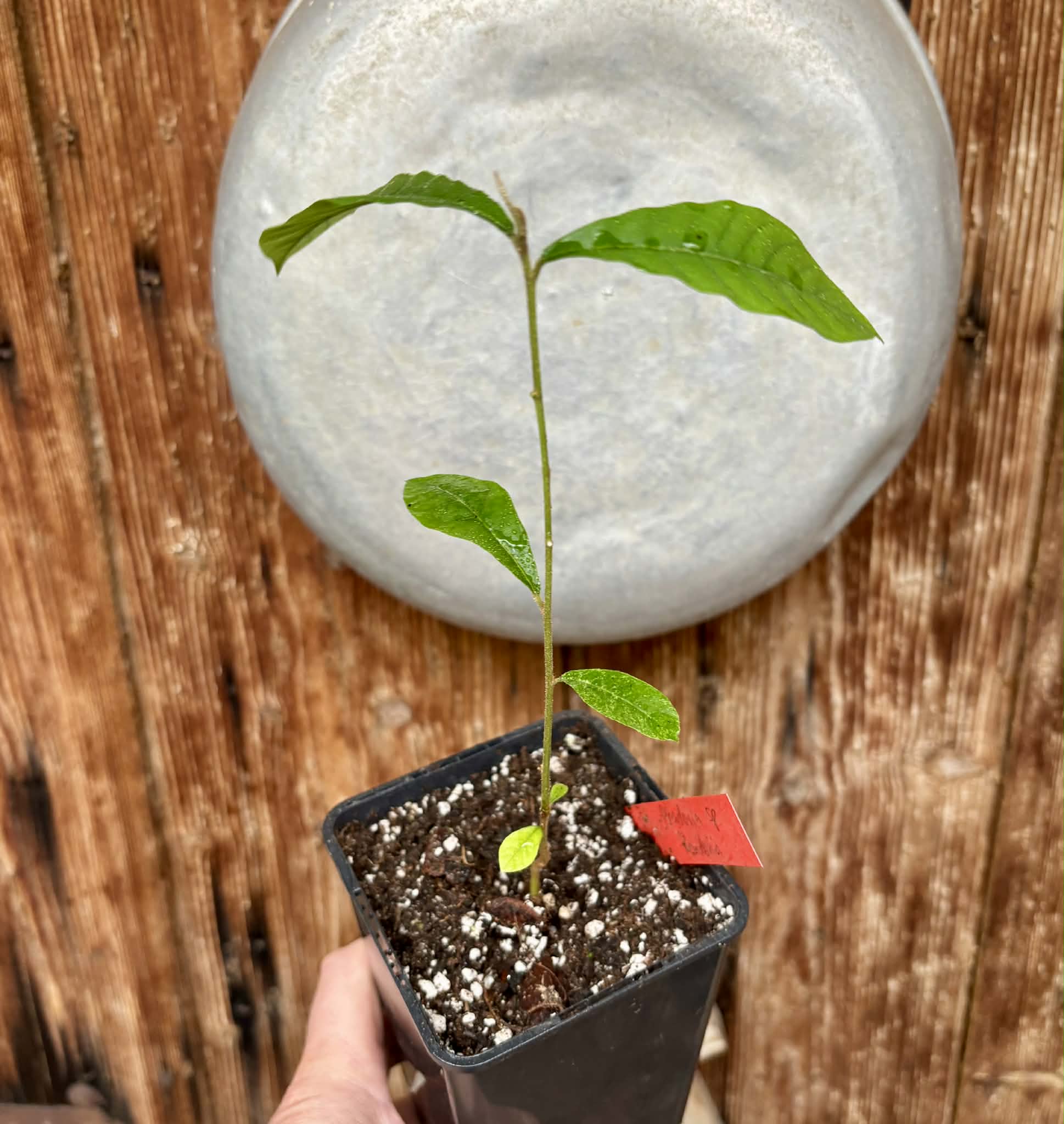 Pradosia sp Rondonia - 1 potted seedling / 1 getopfter Sämling