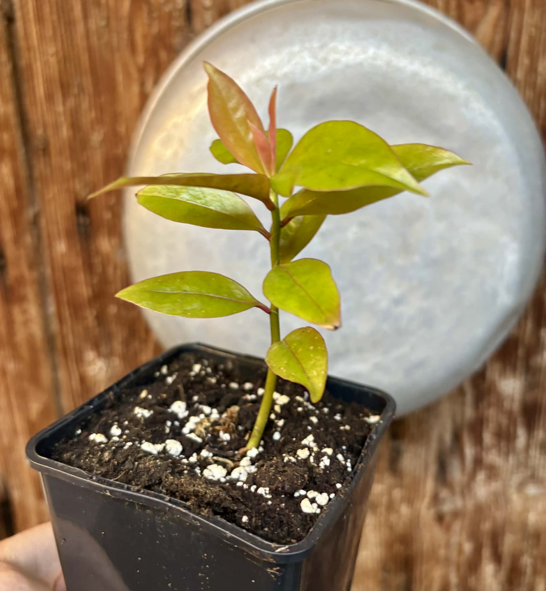 Pereskia aculeata var. godseffiana (Barbados Gooseberry) - 1 potted plant / 1 getopfte Pflanze