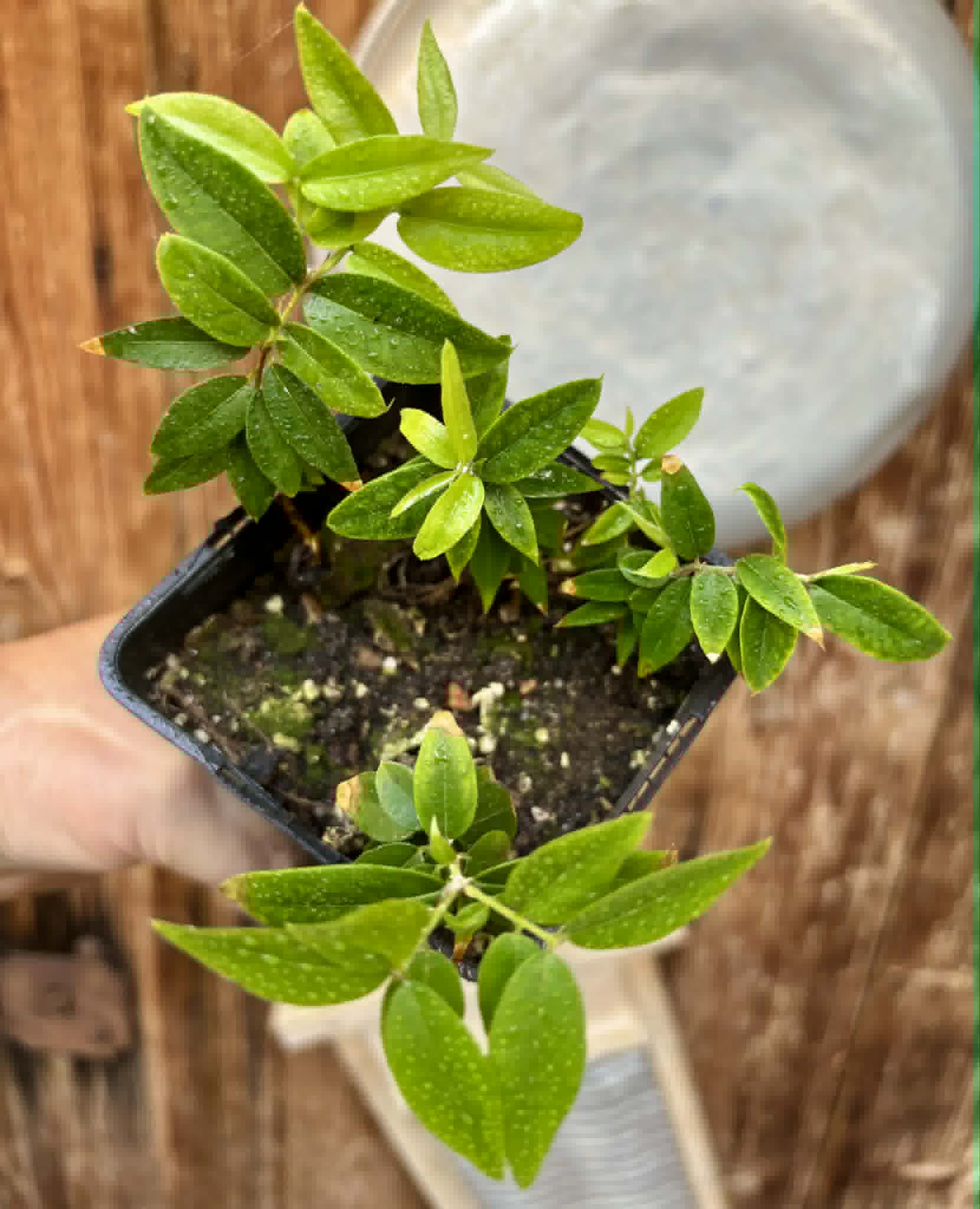 4 in 1 pot - Jaboticaba - Plinia sp Pingo de Mel (Vilela A3) -  4 potted seedlings / 4  getopfte Sämlinge