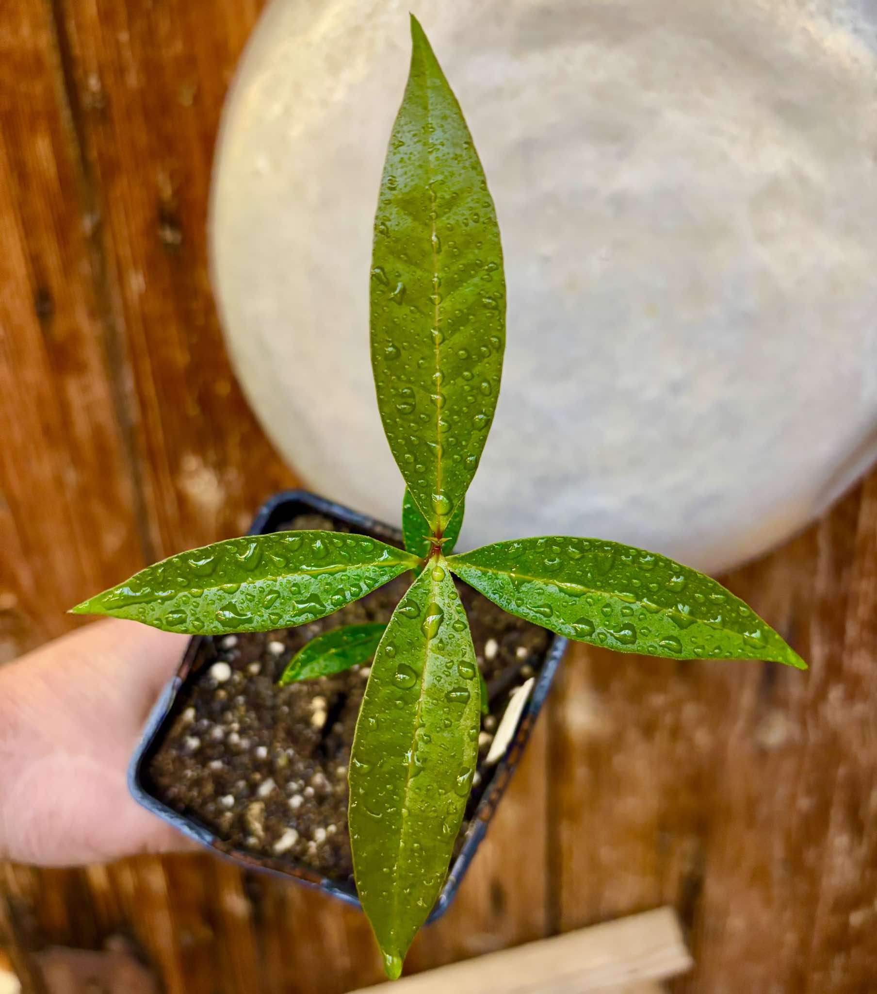 Syzygium (Eugenia) sp Jambo da Mata -  1 small potted seedling / 1 kleiner, getopfter Sämling