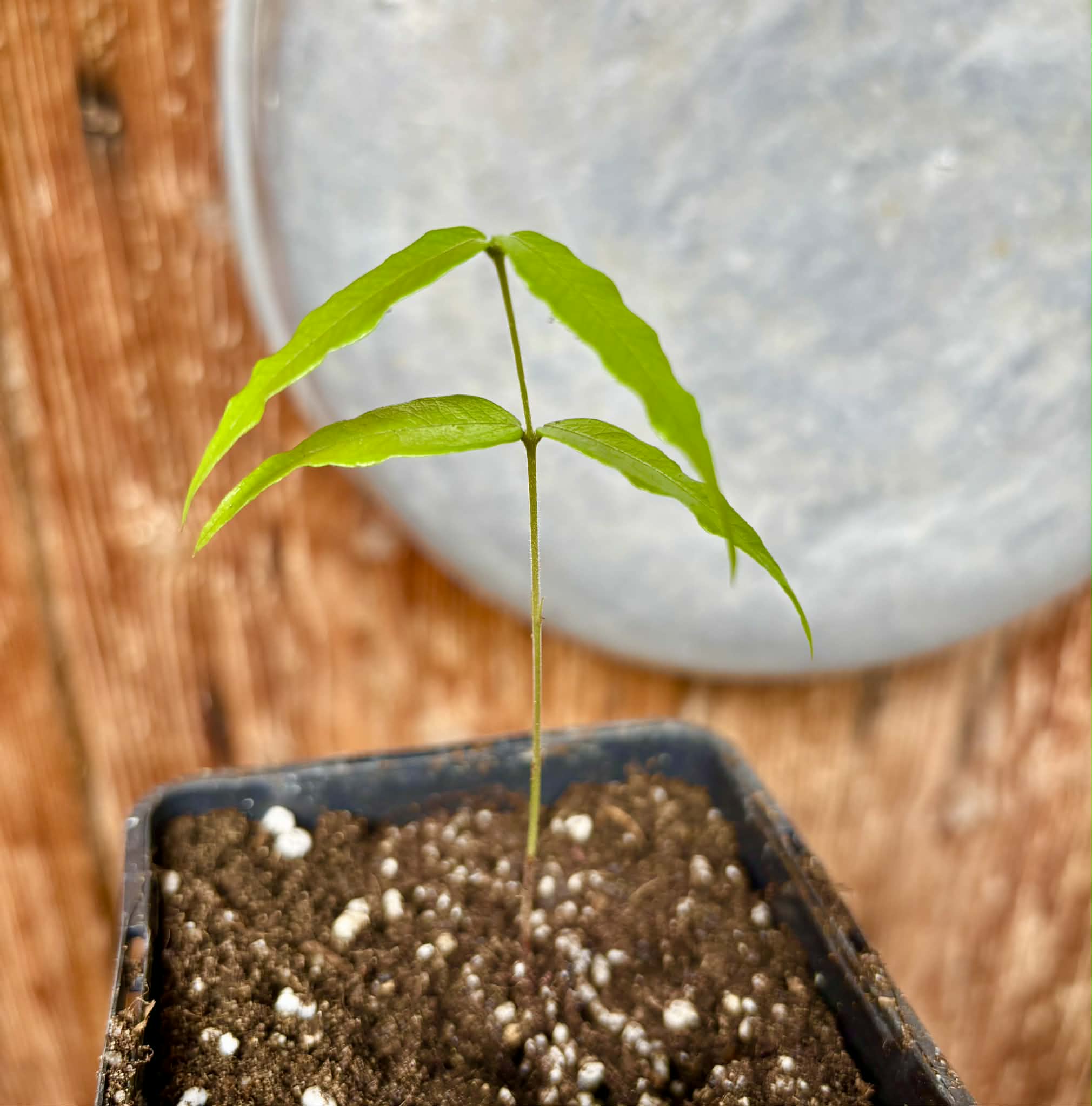 Myrciaria sp Jaboticaba - 1 potted seedling / 1 getopfter Sämling