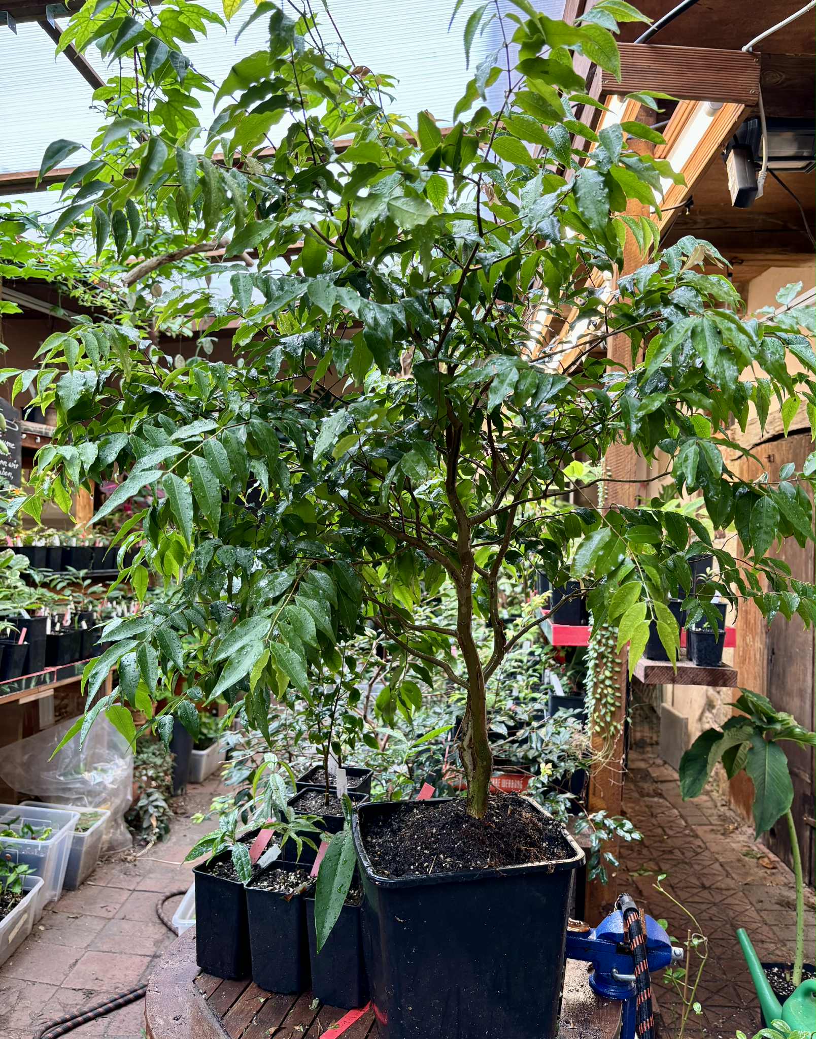 7+ years old - Jaboticaba Navel Costada (Plinia sp Navel Costada)  - 1 potted plant / 1 getopfte Pflanze