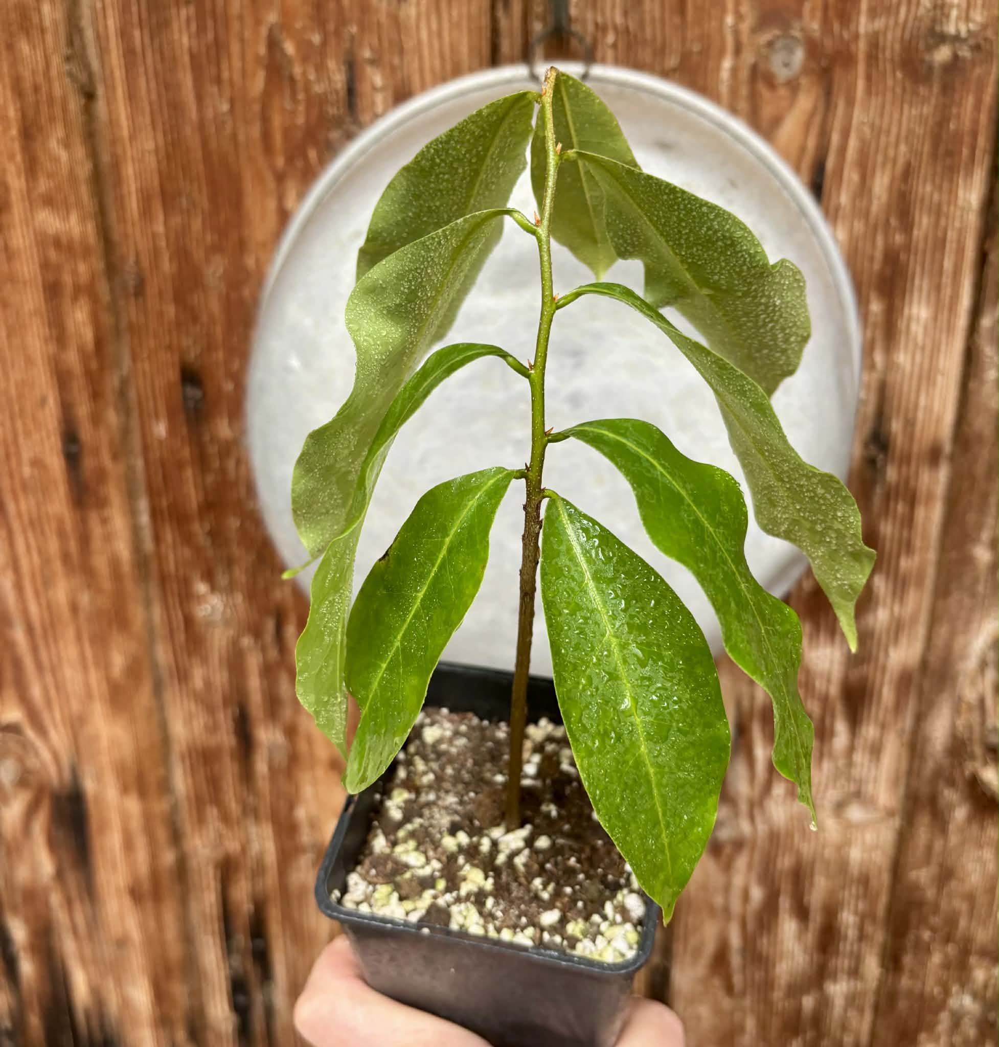 Annona montana - Mountain Soursop - 1 potted plant / 1 getopfte Pflanze