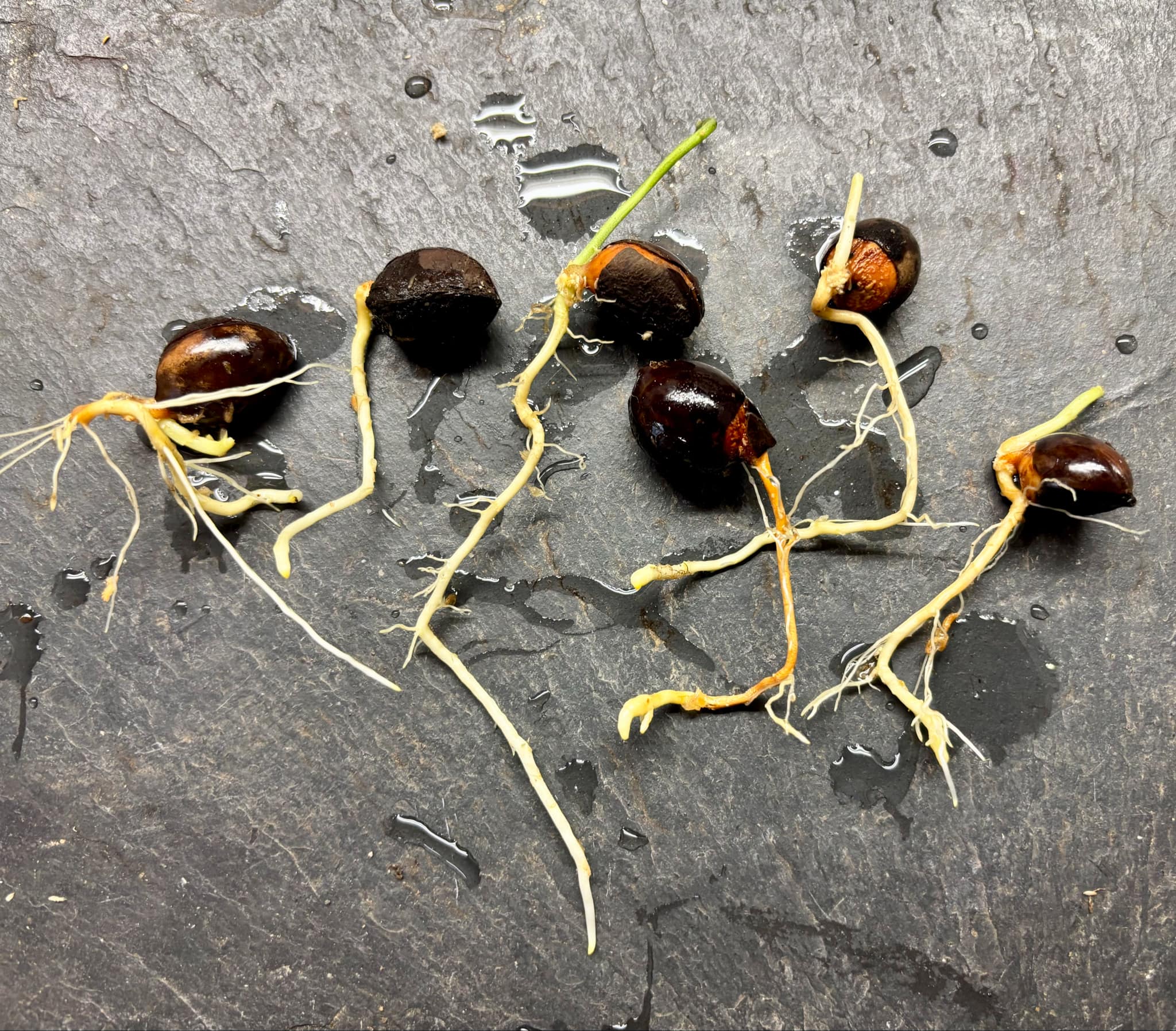 Pouteria macrophylla - 1 germinated seed / 1 gekeimter Samen