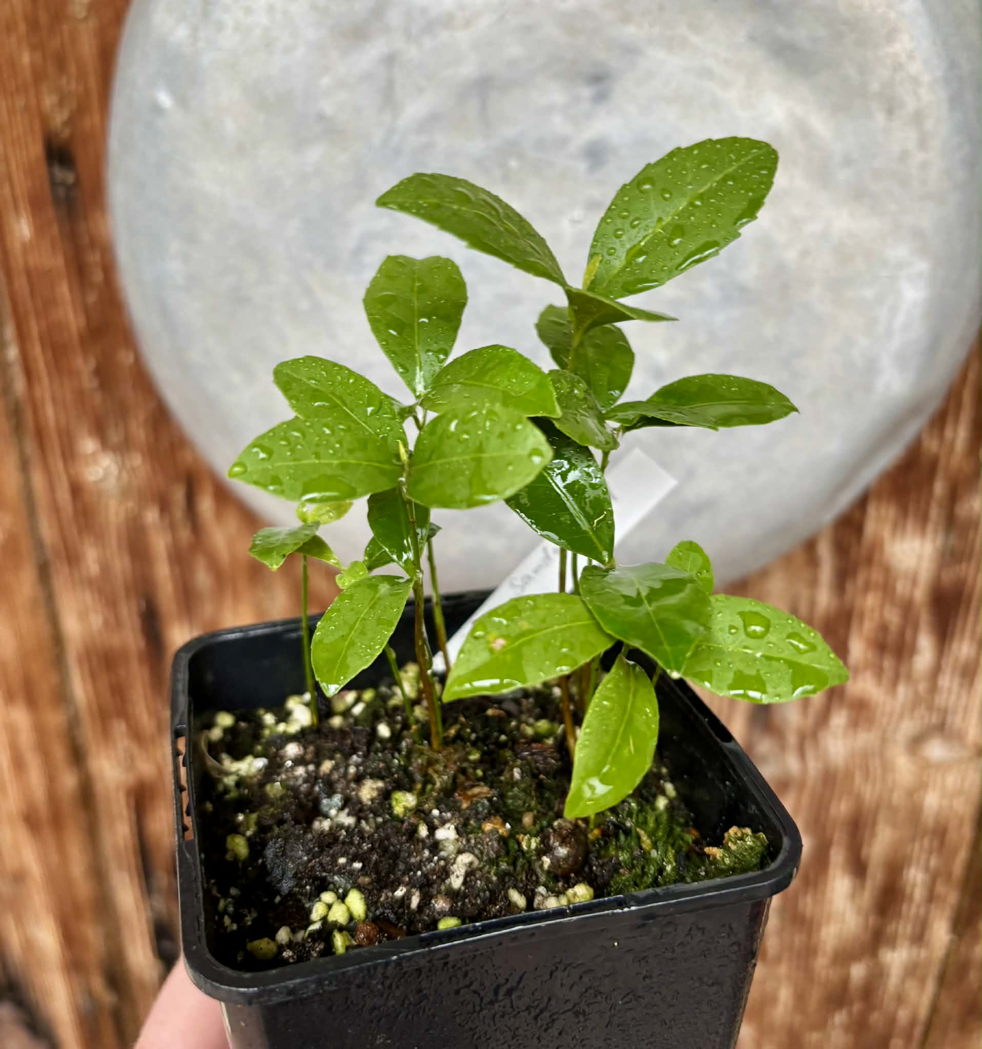 10 in 1 pot - Sandalwood (Santalum album) - 10 seedlings in one pot / 10 Sämlinge in einem Topf