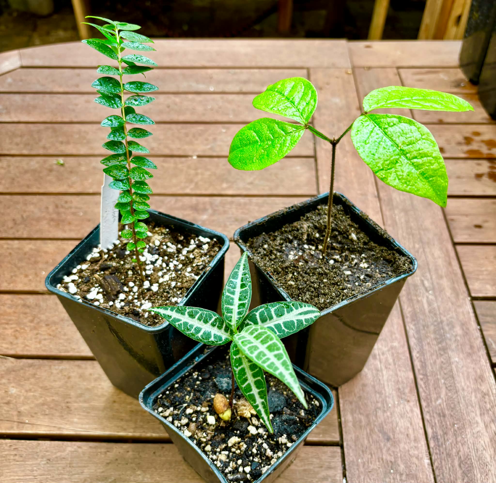 Collection of 3 ultra rare exotic fruit plants -  3 different potted plants / 3 verschiedene, getopfte Pflanzen