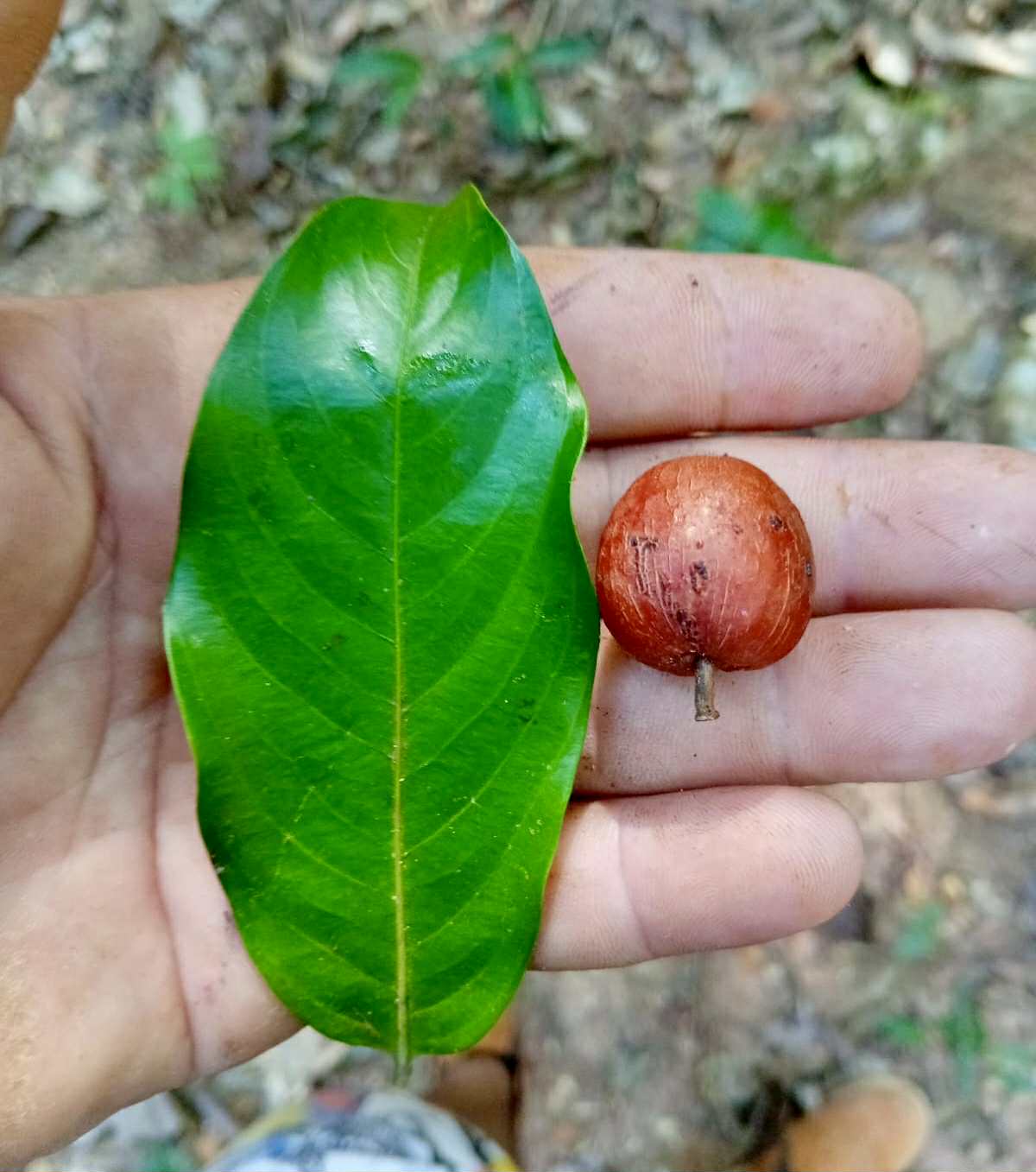 Unknown fruit from Amazonas Rondonia Brasil - 1 fresh seed / 1 frischer Samen Unknown fruit from Amazonas Rondonia Brasil - 1 fresh seed / 1 frischer Samen