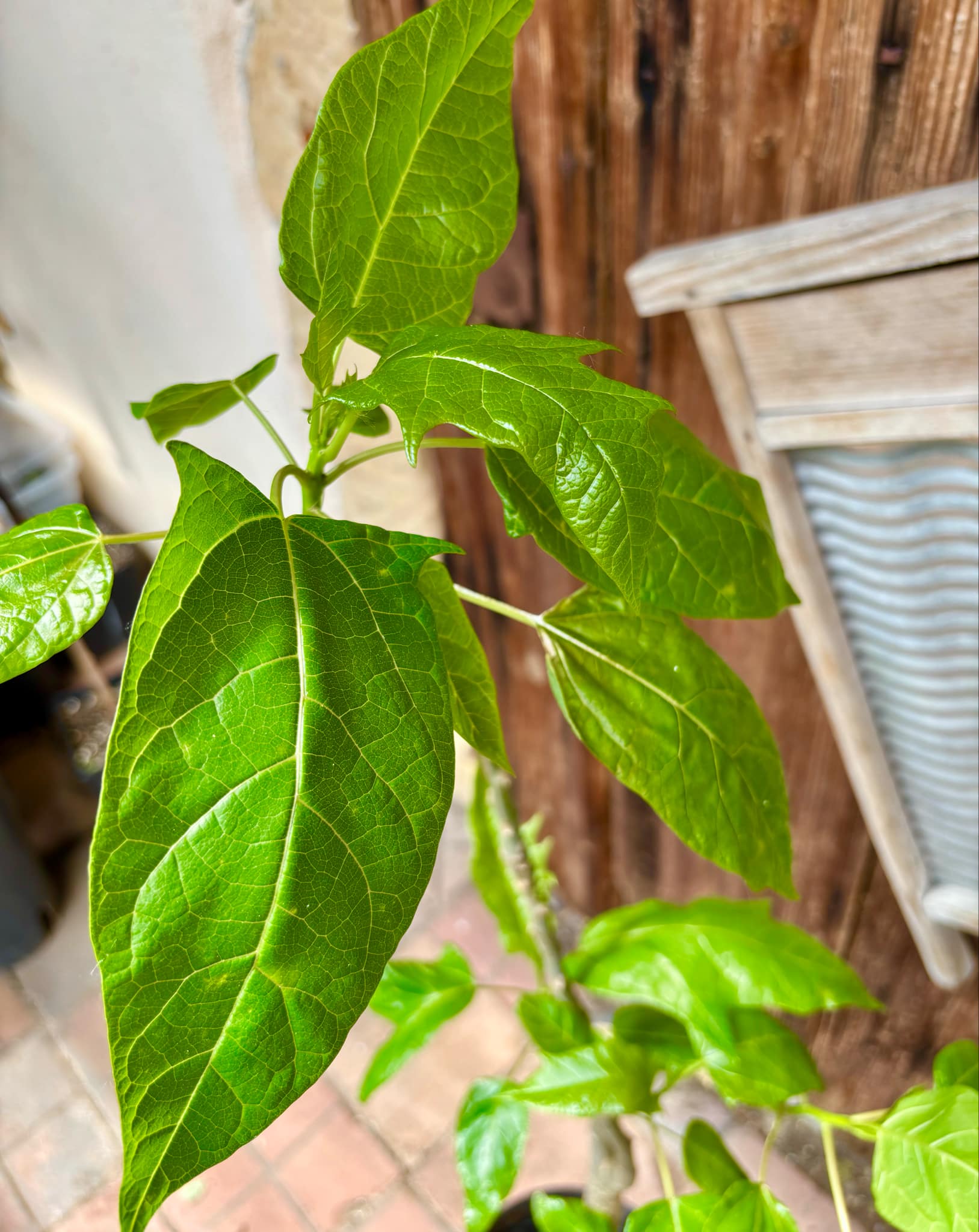 Oakleaf Papaya (Carica querzifolia) -  1 potted plant / 1 getopfte Pflanze