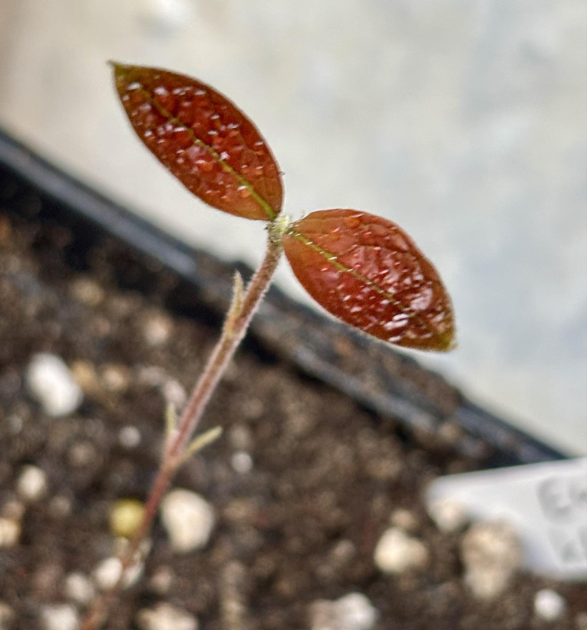 only 1 availably - Pera do Cerrado (Eugenia klotzschiana) -  1 potted seedling / 1 getopfter Sämling