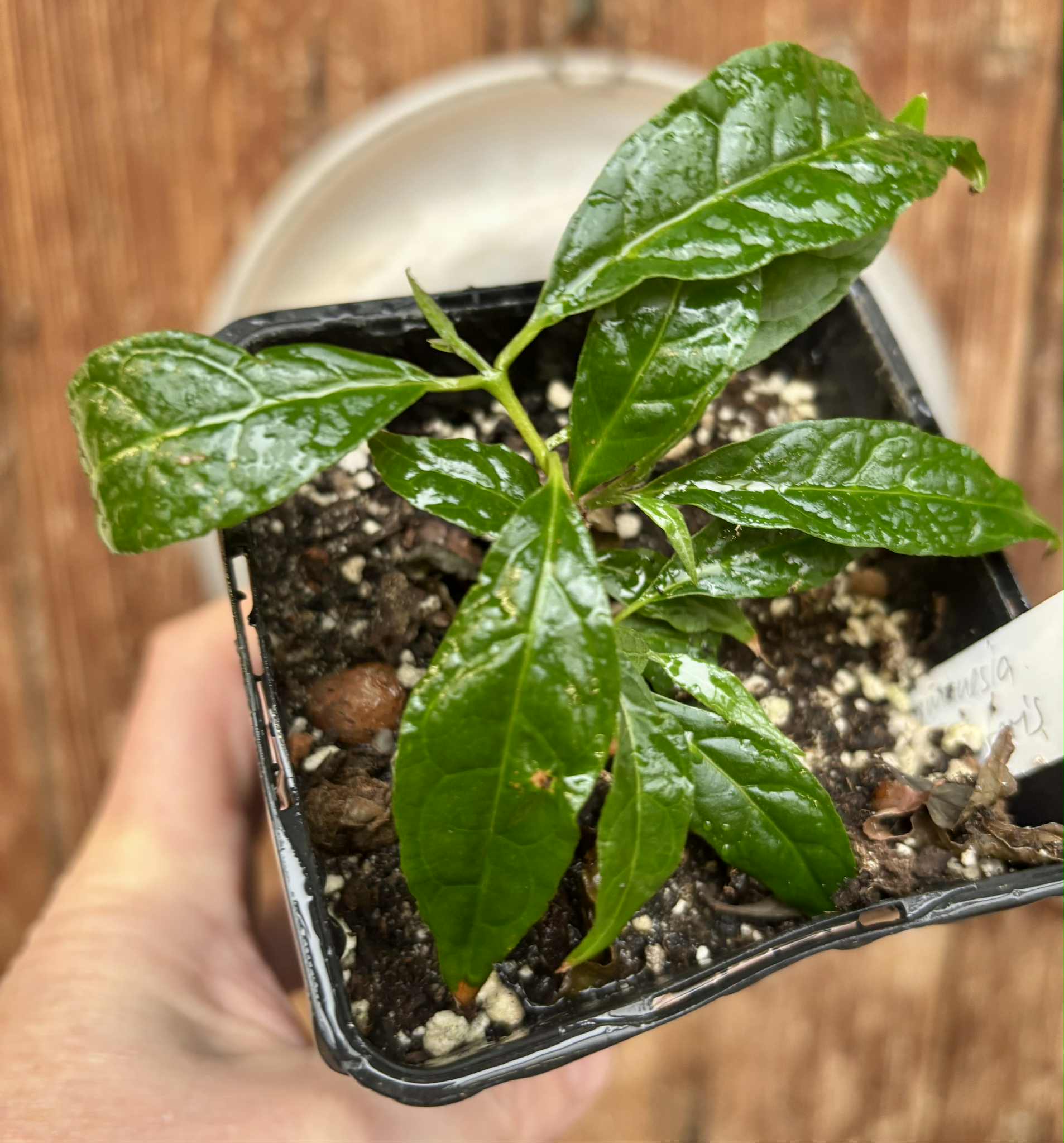 Campomanesia viatoris - 1 potted plant / 1 getopfte Pflanze