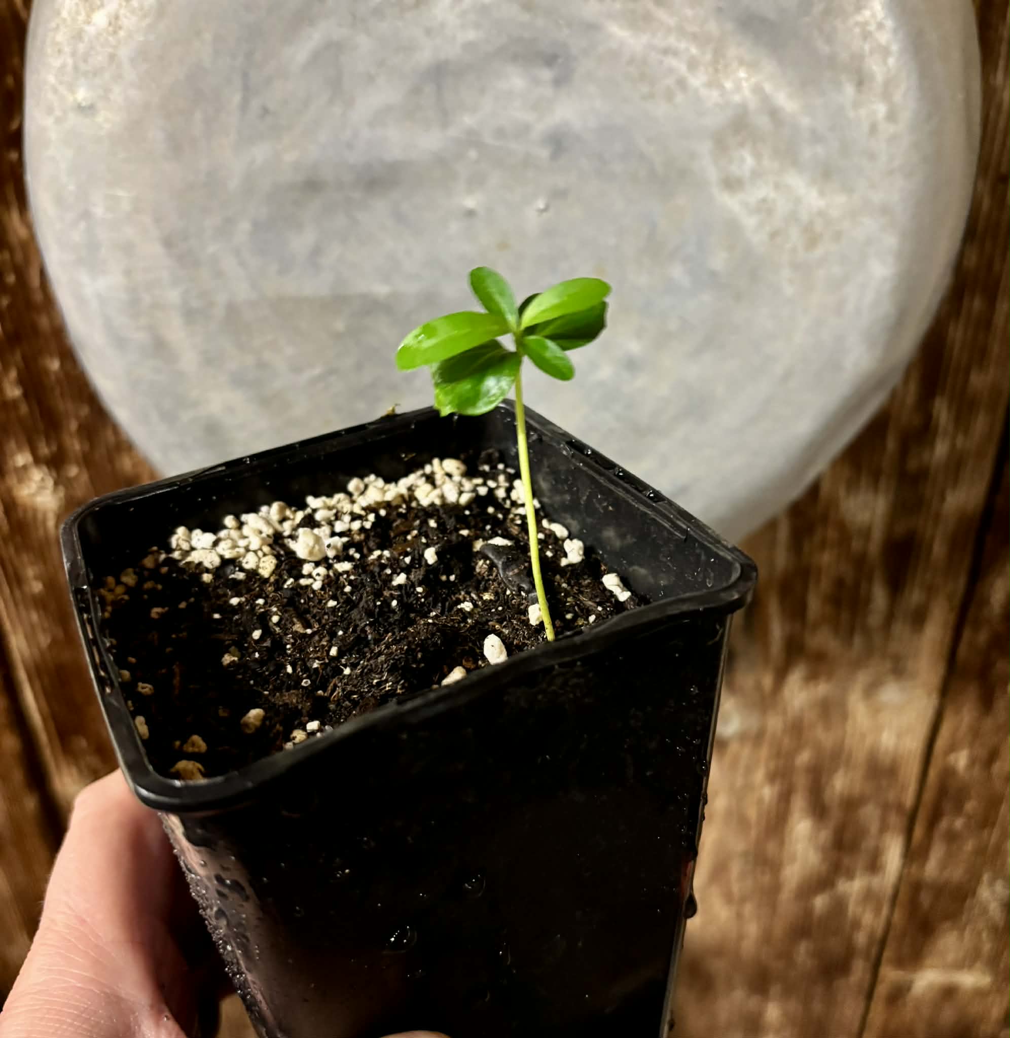 Kei Apple (Dovyalis caffra) - 1 potted plant / 1 getopfte Pflanze