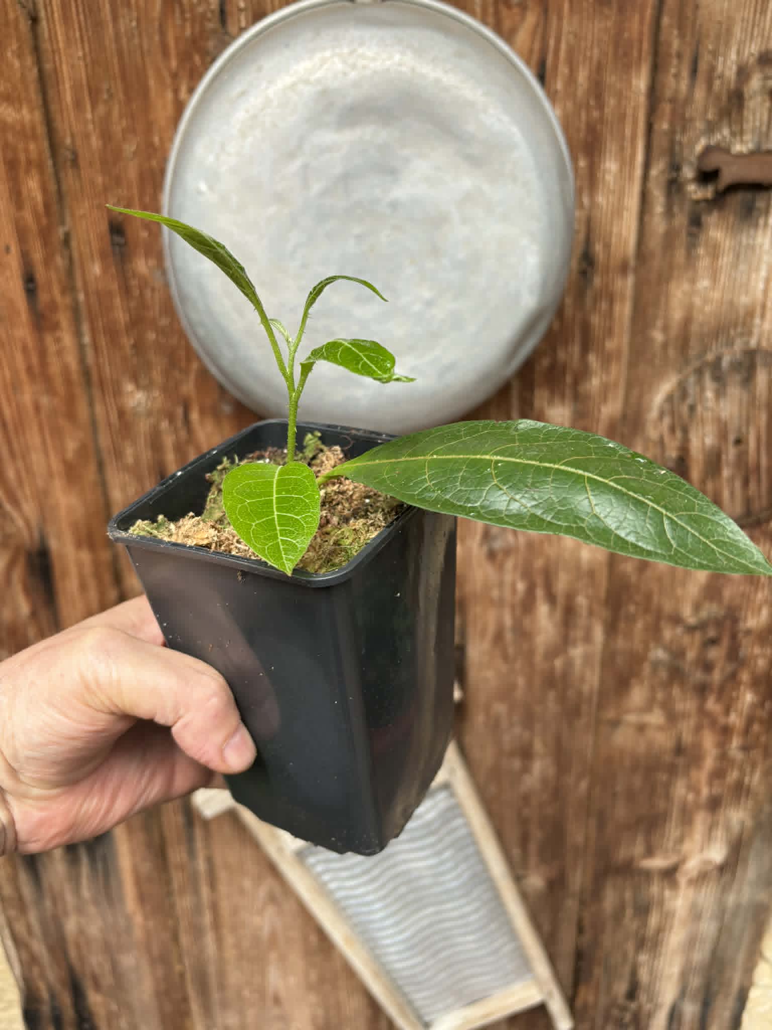 rooted cutting from adult plant - Juá do Jequitinhonha (Solanum schizandrum) - 1 potted plant / 1 getopfte Pflanze