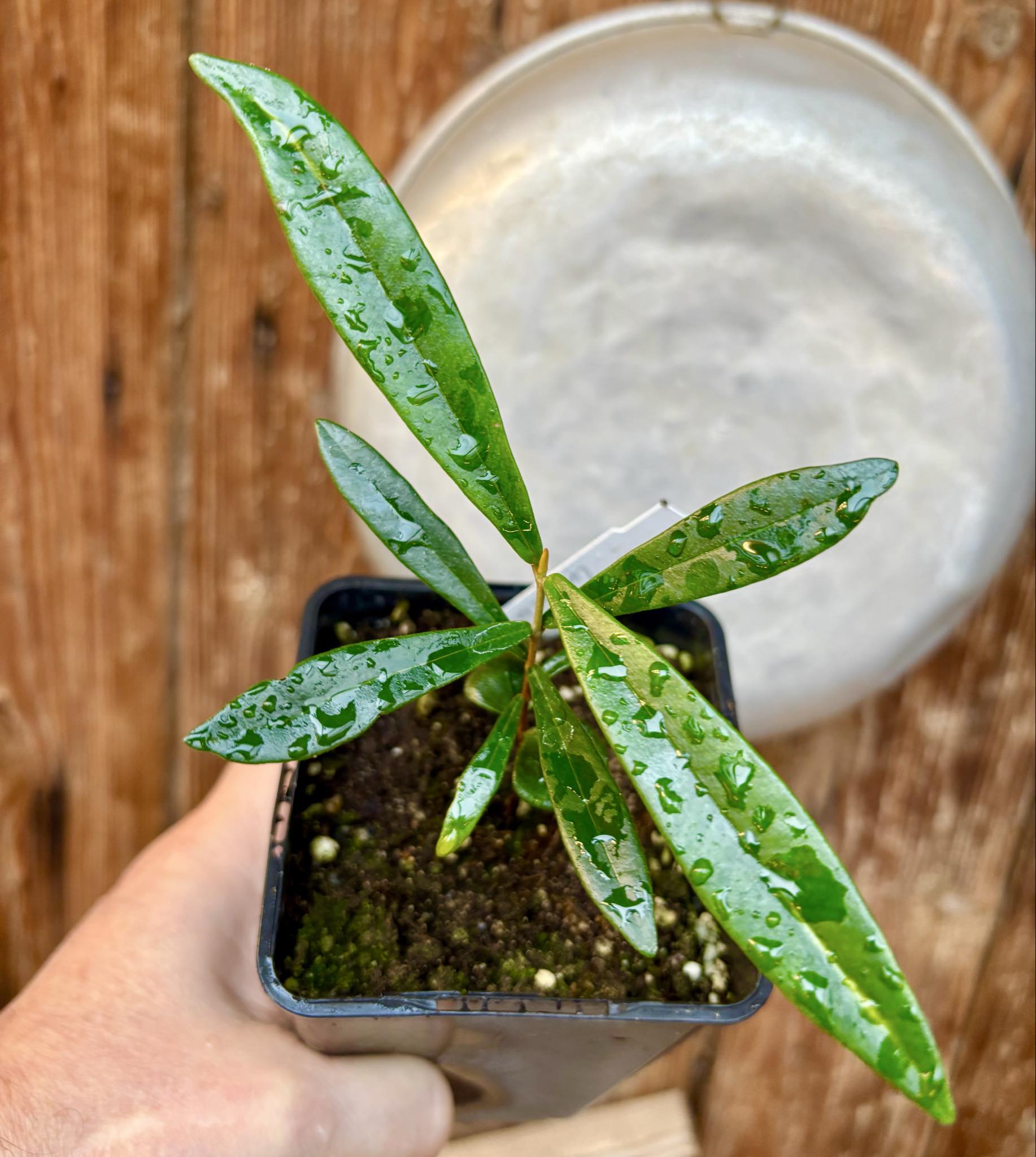 Myrcia luschnathiana -  1 potted seedling / 1 getopfter Sämling