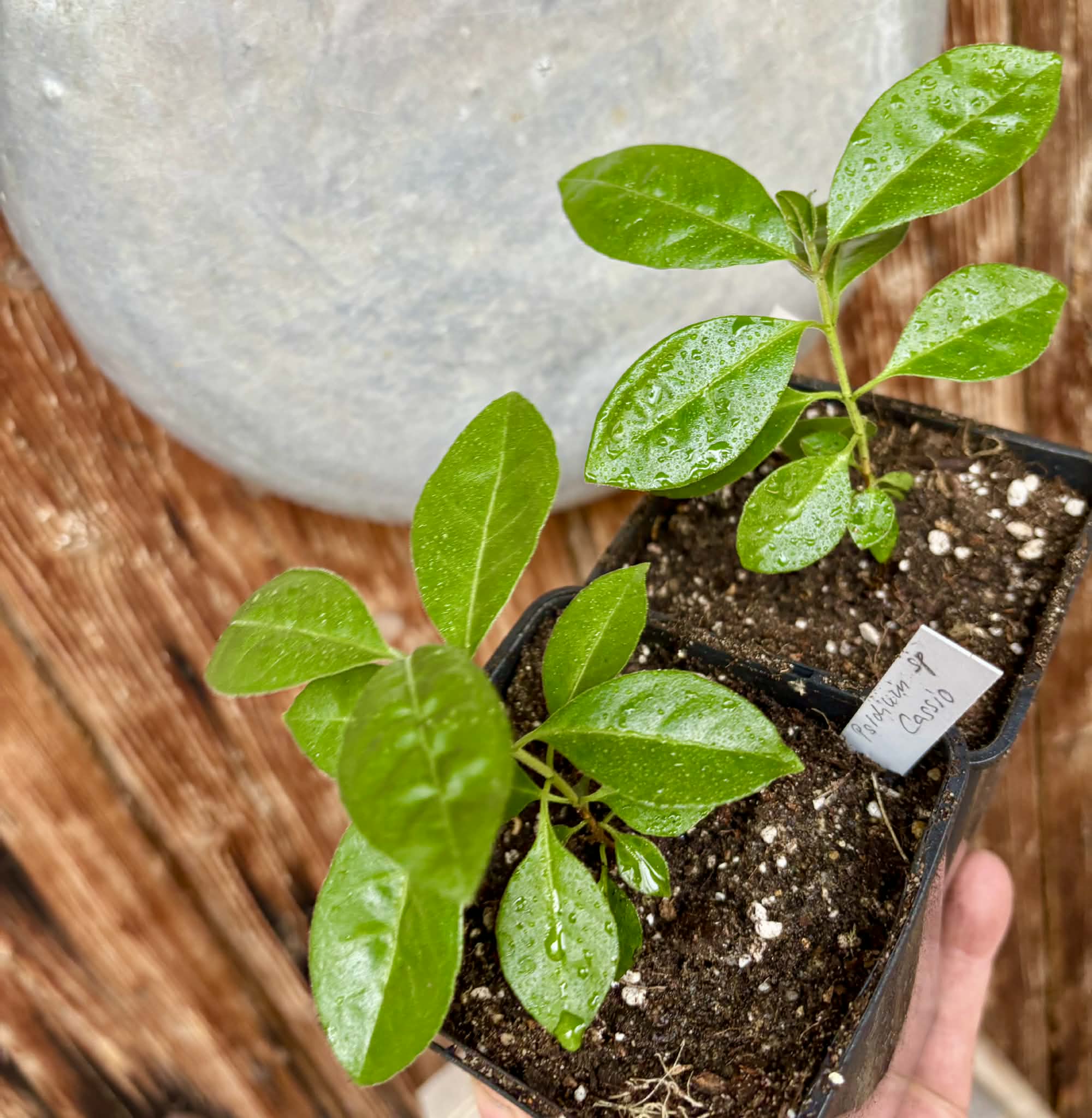 Psidium sp Cassio - 1 potted seedling / 1 getopfter Sämling