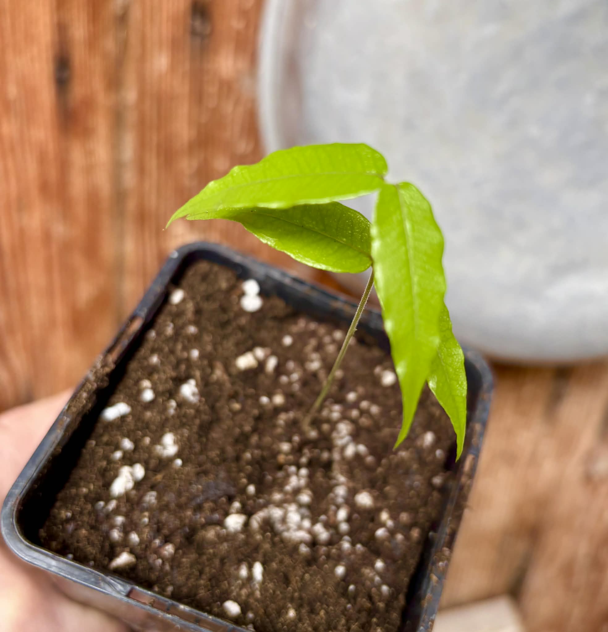 Myrciaria sp Jaboticaba - 1 potted seedling / 1 getopfter Sämling