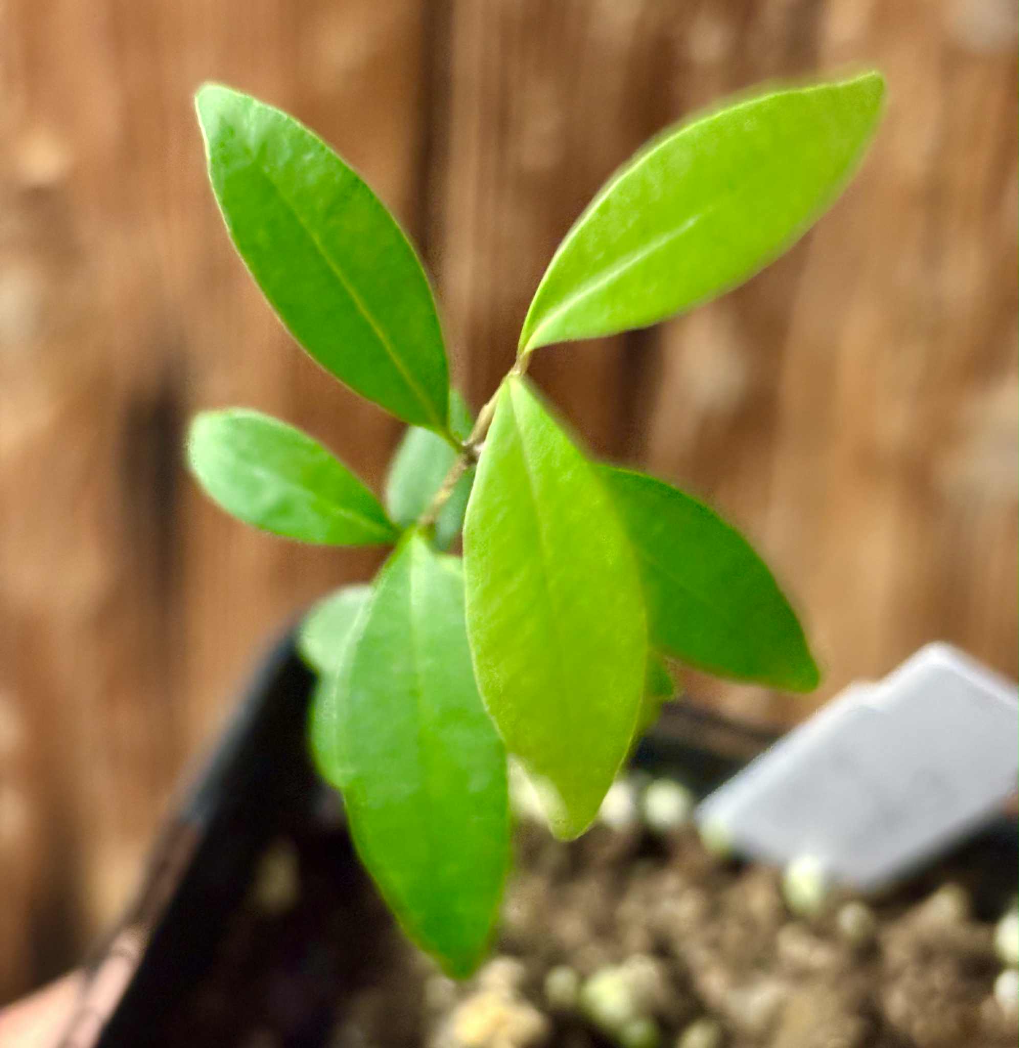 Eugenia sp Uvitas -  1 small potted seedling / 1 kleiner, getopfter Sämling