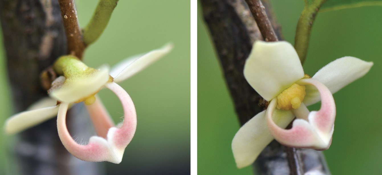 Phrom Phanom (Mitrophora monocarpa) - 1 fresh seed / 1 frischer Samen
