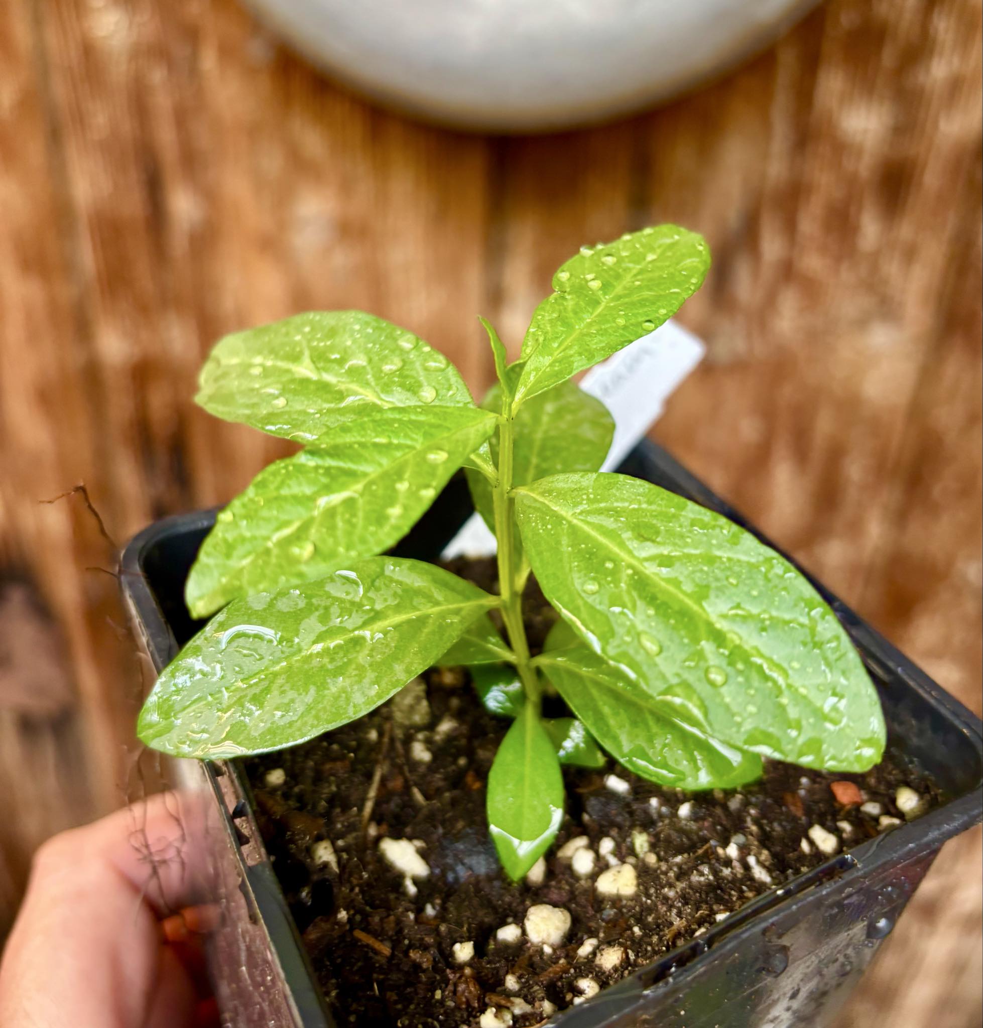 Psidium guajava - Mexican Cream Guava  - 1 small potted seedling / 1 kleiner, getopfter Sämling