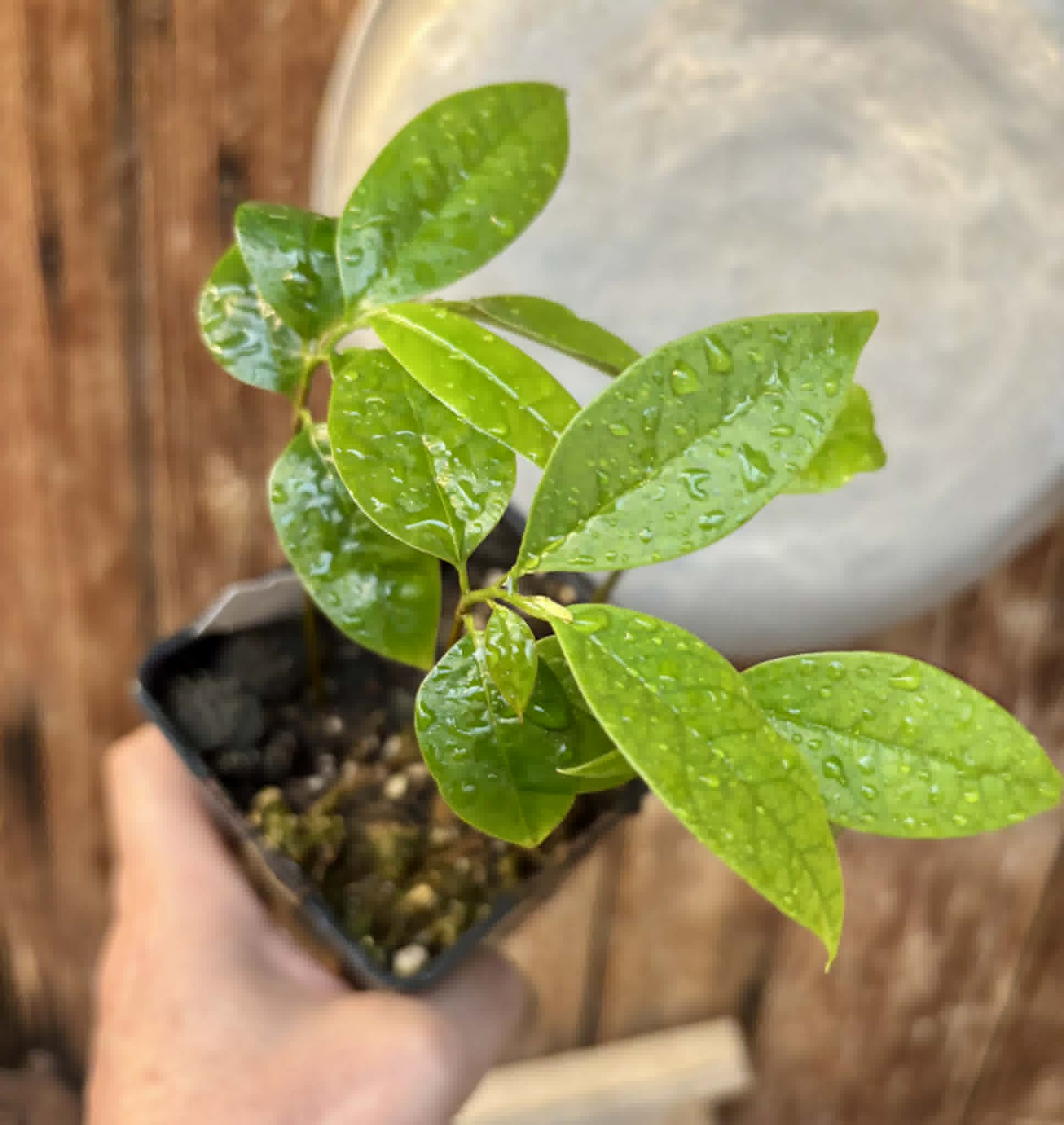 4 in 1 pot - Annona muricata - Soursop / Stachelannone - 4 seedlings in one pot / 4 Sämlinge in einem Topf