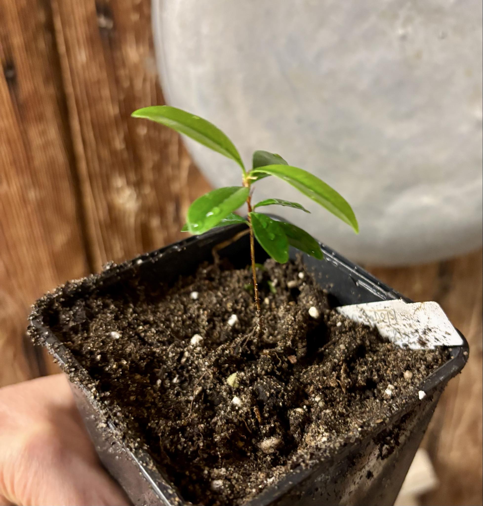 Eugenia sp Nova Rio Guari - 1 potted seedling / 1 getopfter Sämling