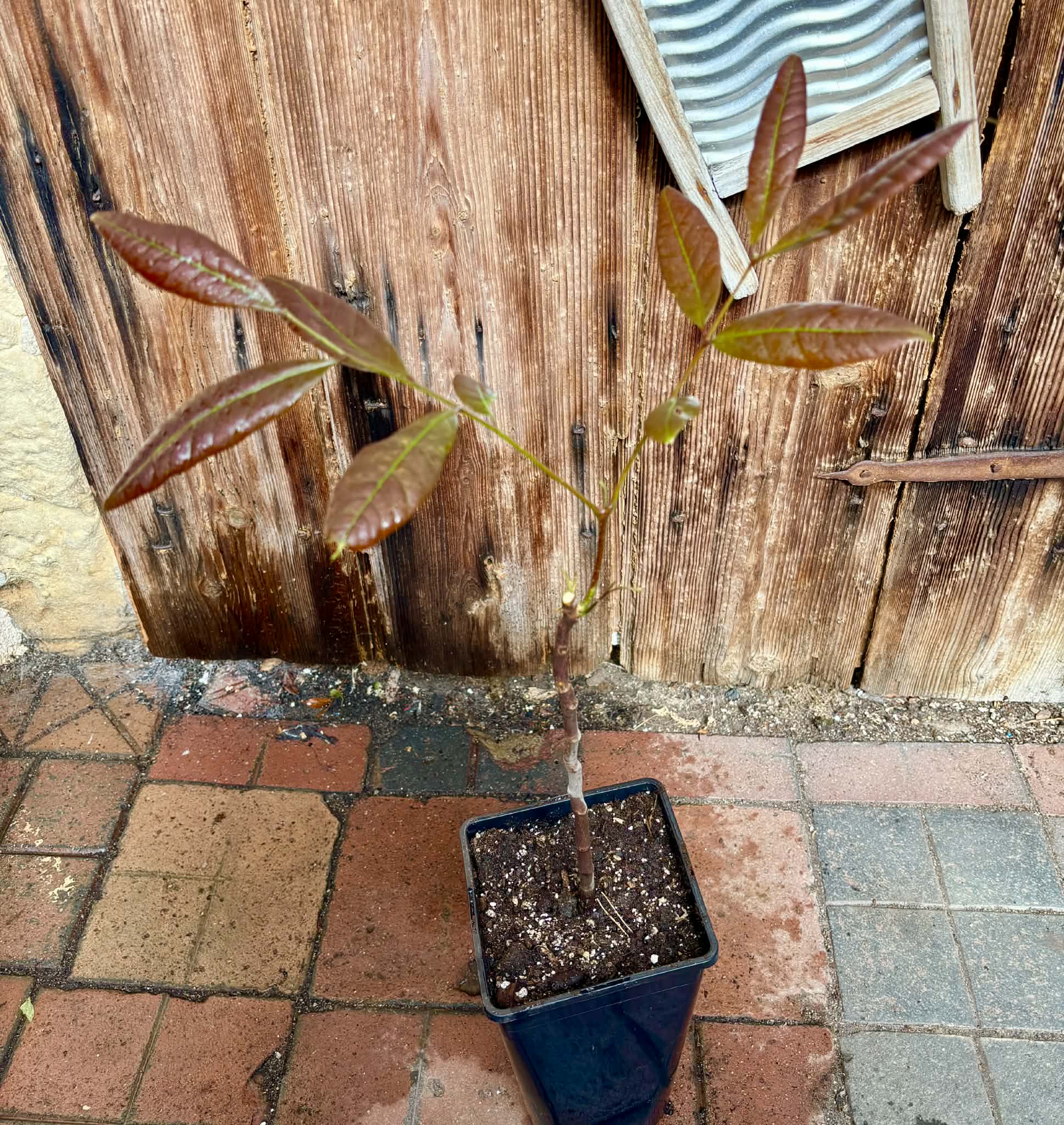 3 years old - Longan (Dimocarpus longan) - 1 potted plant / 1 getopfte Pflanze