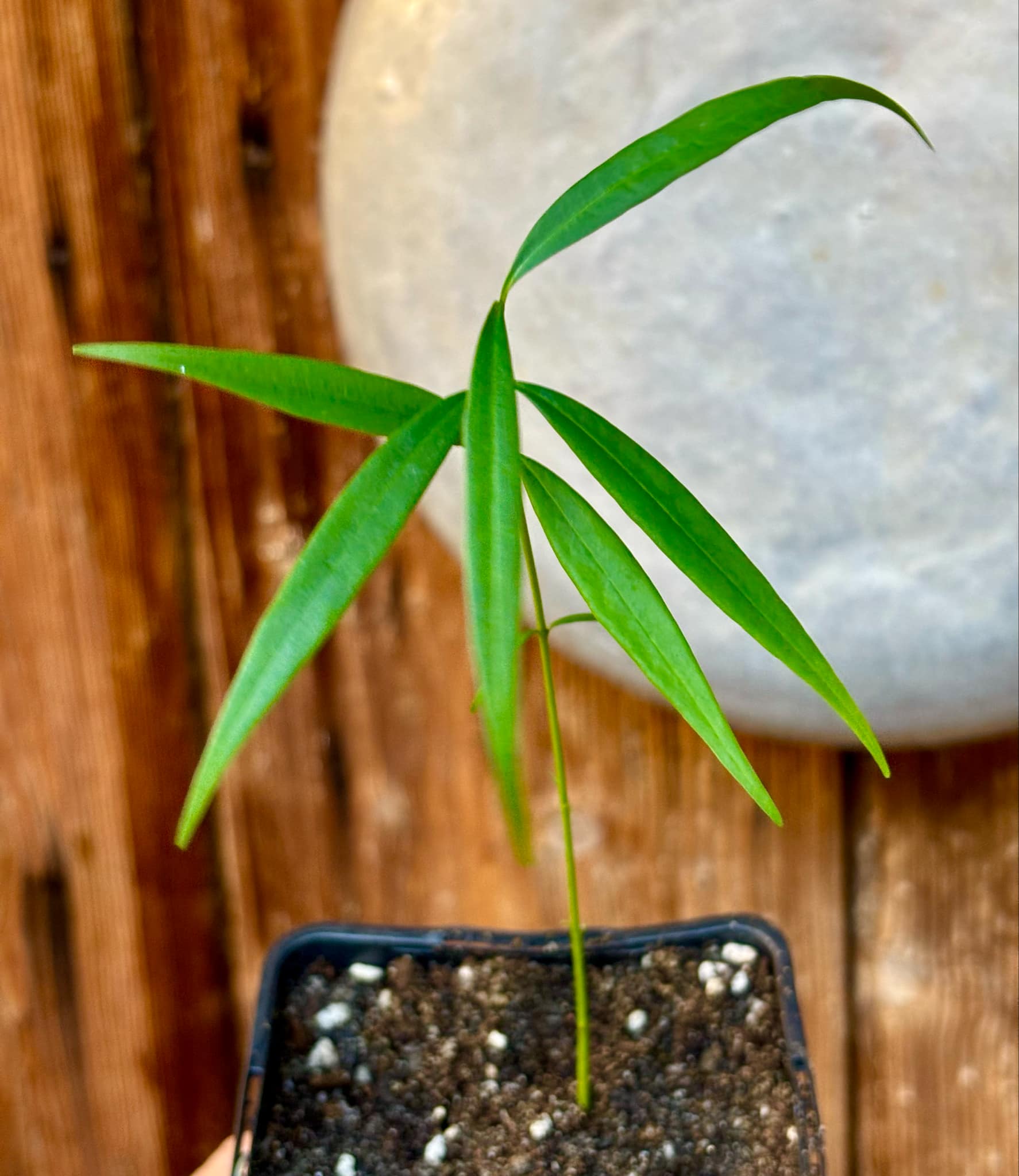 Leche-Miel Fruit (Lacmellea edulis) - 1 potted plant / 1 getopfte Pflanze