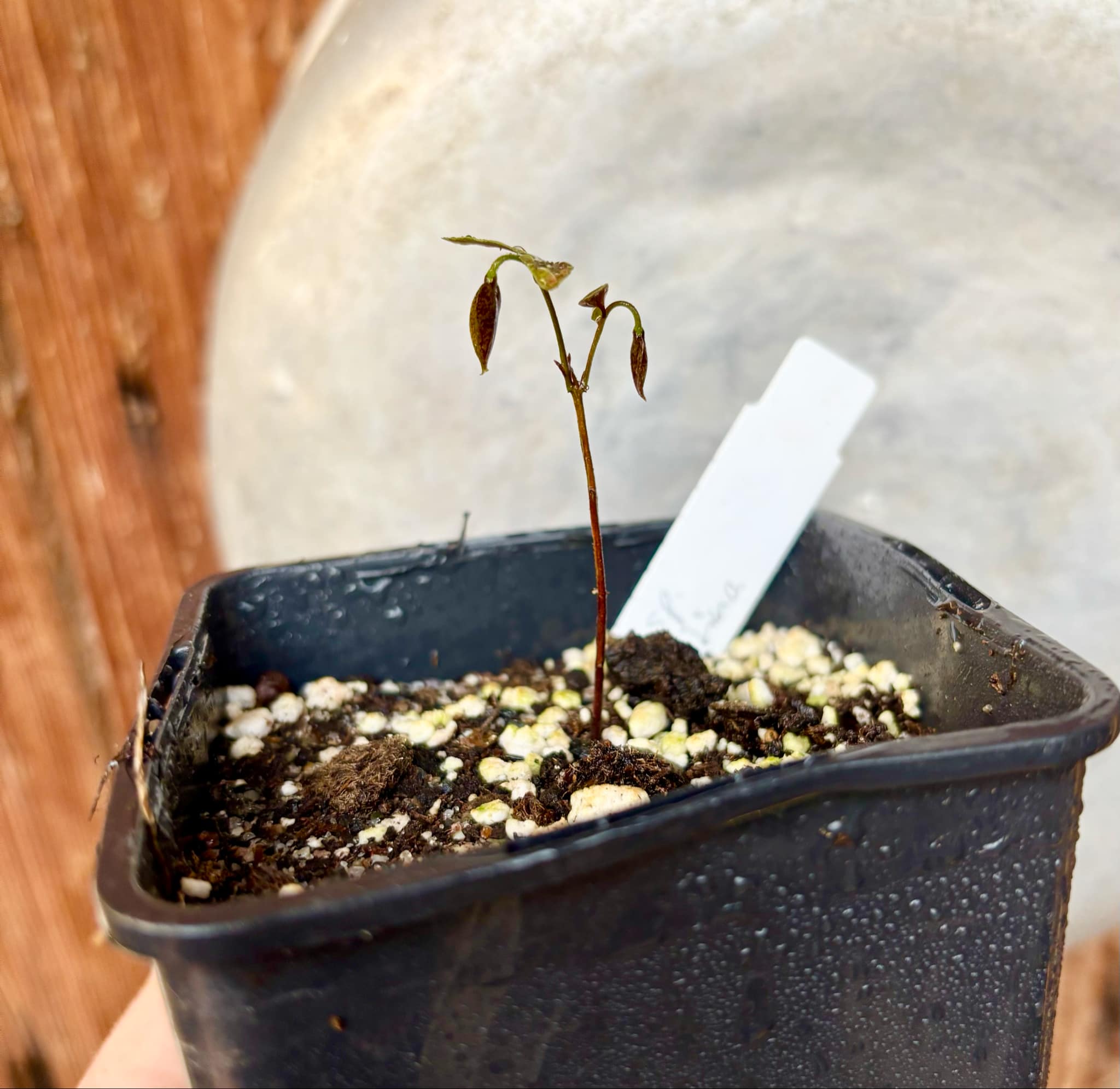 Myrciaria sp Nordestina - 1 small potted seedling / 1 kleiner, getopfter Sämling