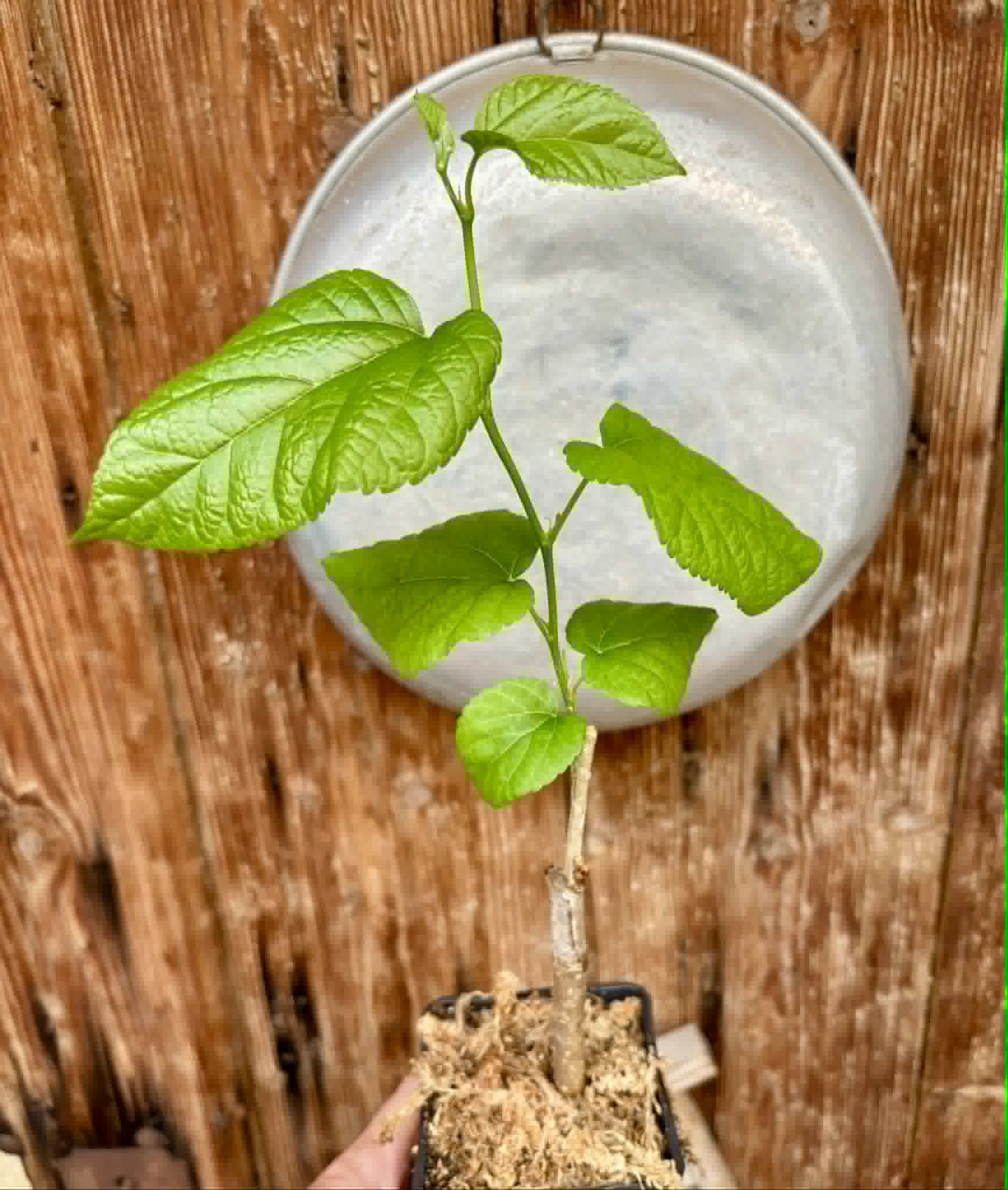 Australian Black (Morus nigra 'Australian Black') - 1 grafted, potted plant / 1 veredelte, getopfte Pflanze