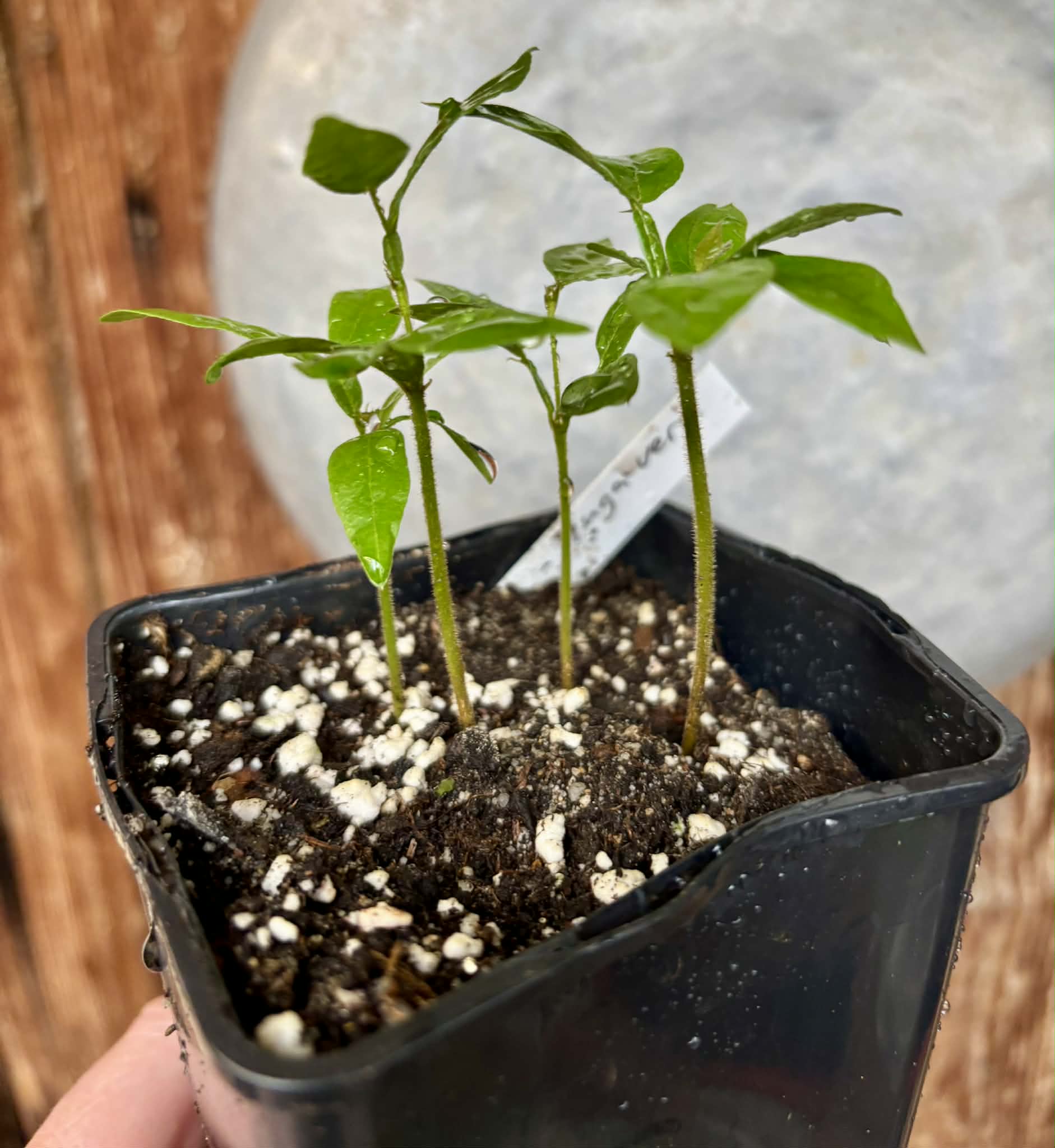 4 in 1 pot - Inga vera  - 4 seedlings in one pot / 4 Sämlinge in einem Topf