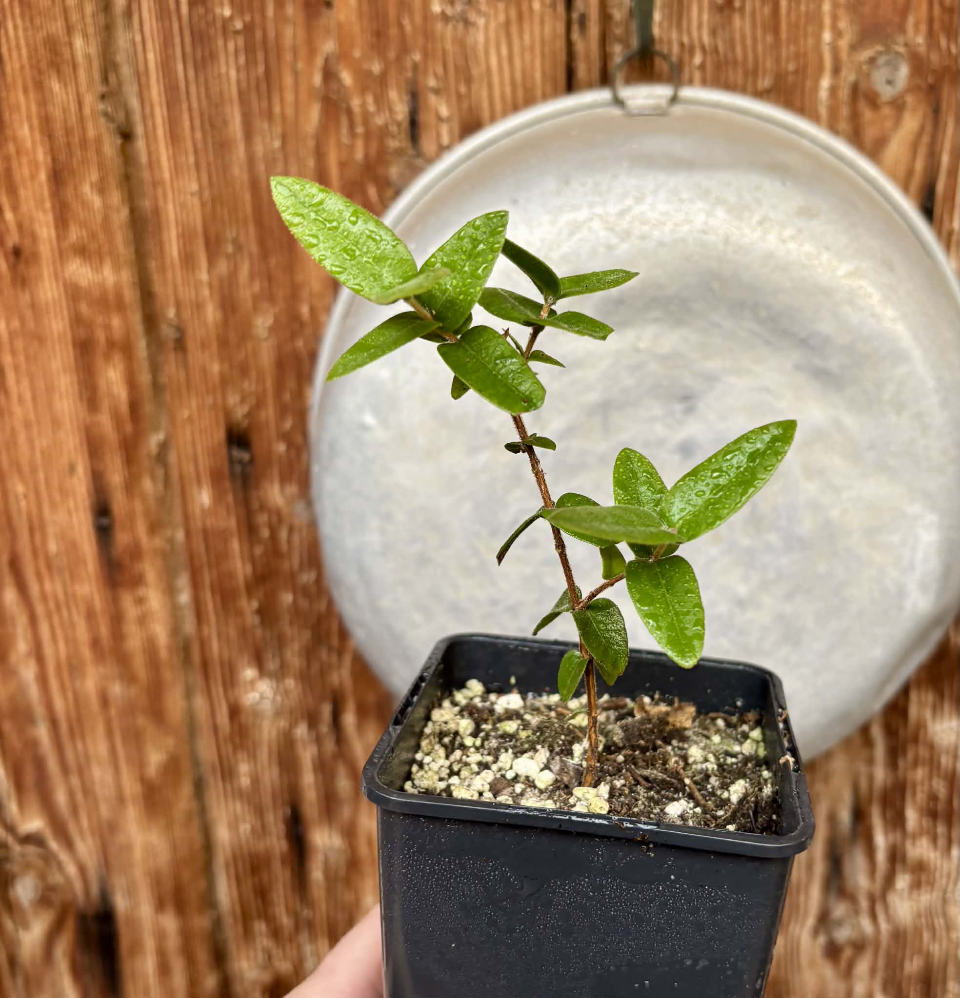Myrciaria caerulescens (Roxa - Blue Guaquiea) - 1 potted seedling / 1 getopfter Sämling
