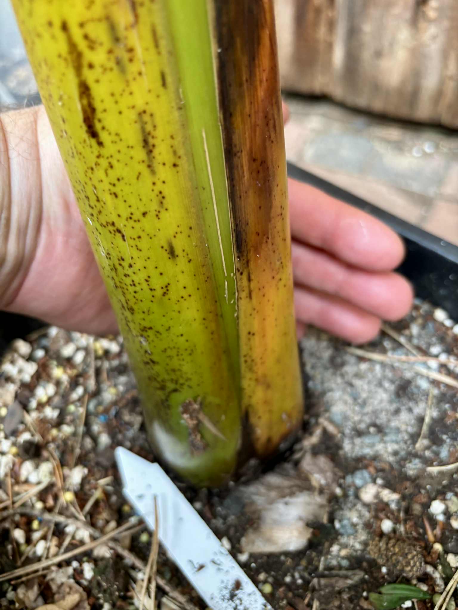 1000 Finger Banana (Musa chiliocarpa) - 1 potted plant / 1 getopfte Pflanze