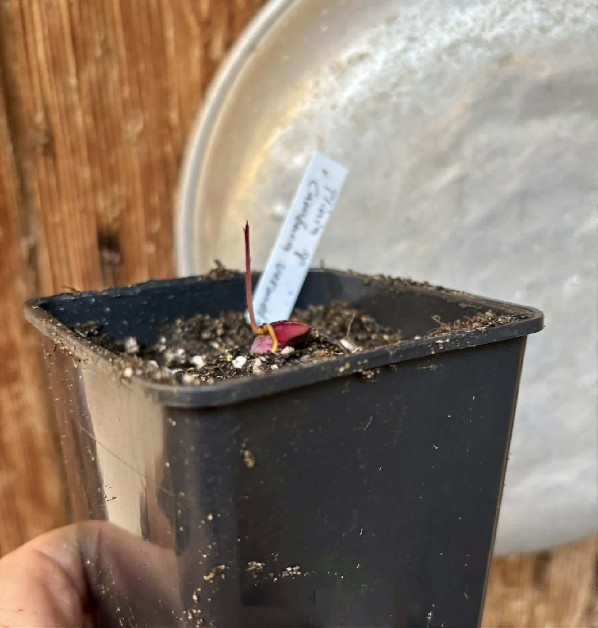 Plinia sp Cambuca vermelha -  1 potted seedling / 1 getopfter Sämling
