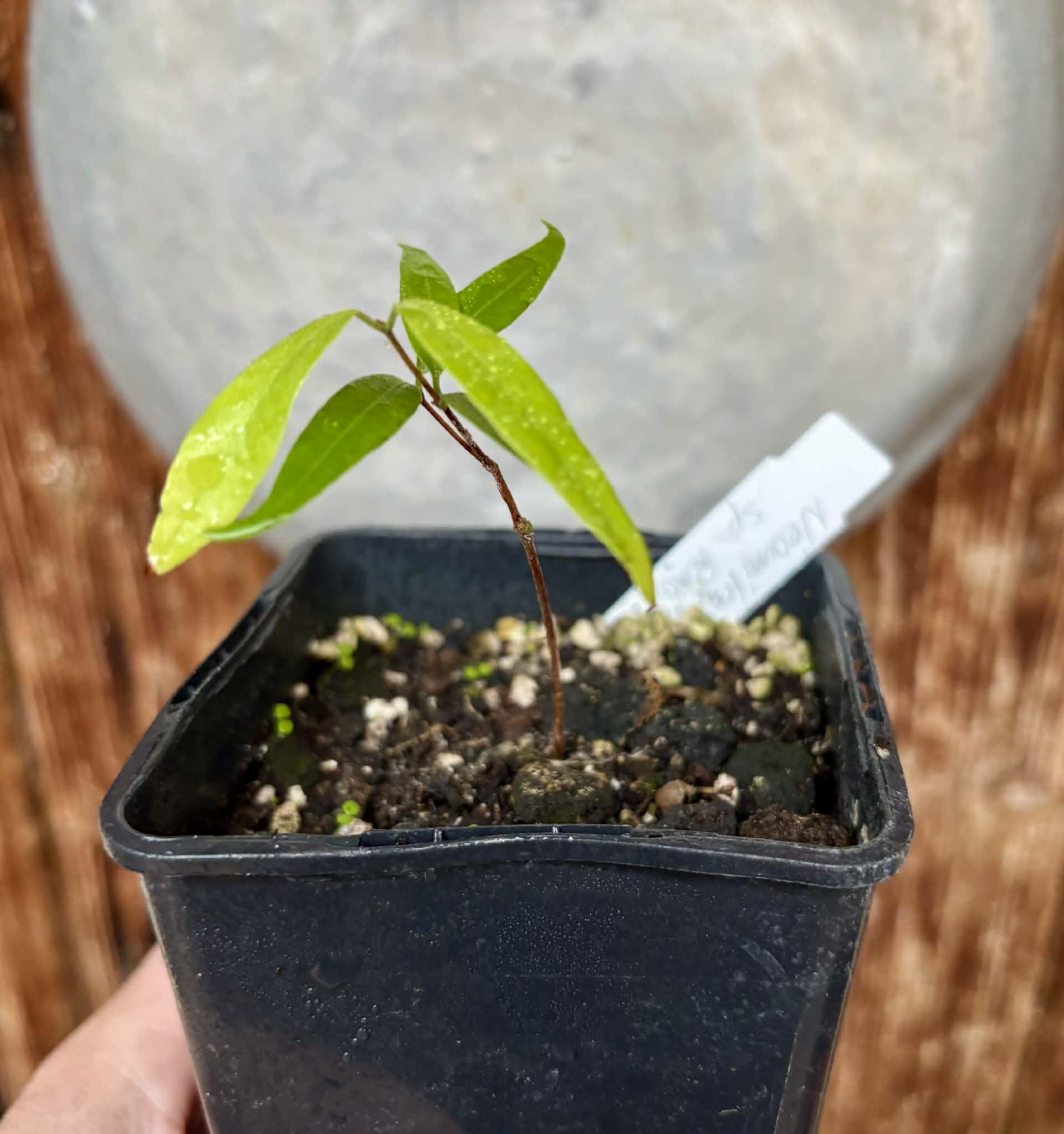 Neomitranthes sp Rubi - 1 potted seedling / 1 getopfter Sämling