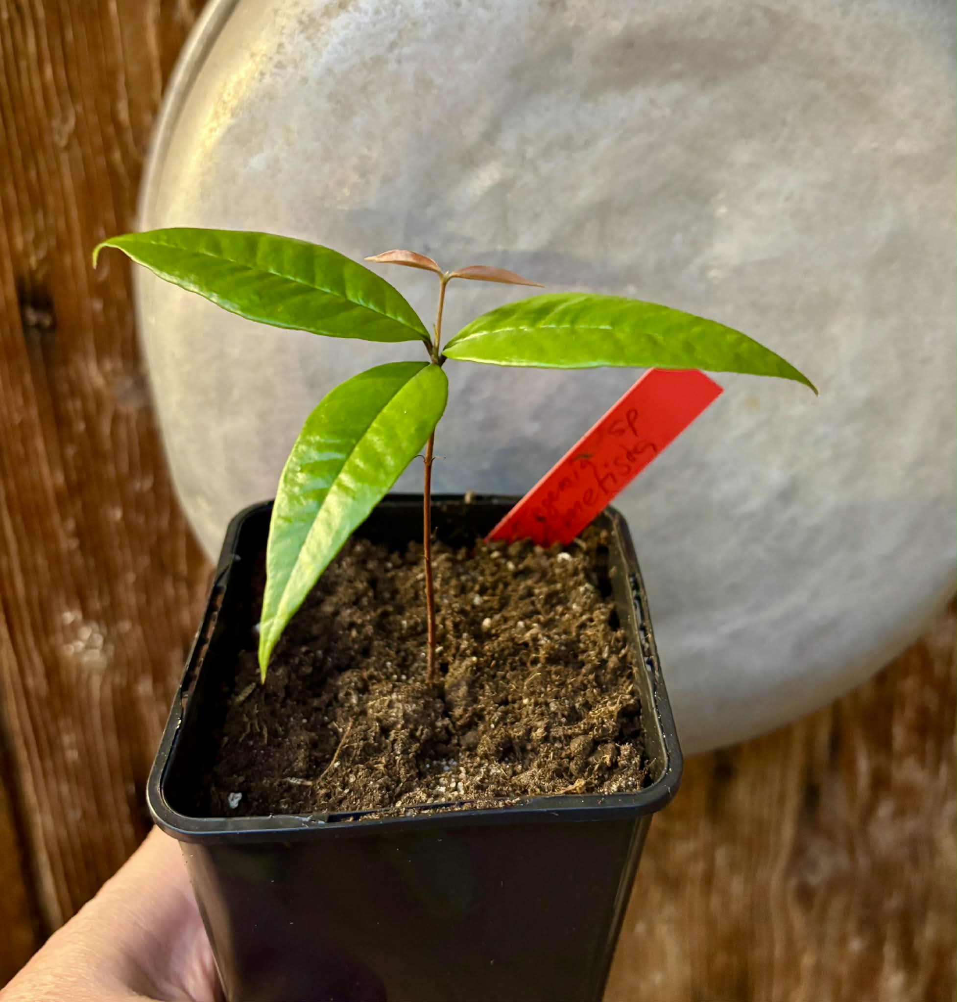 Eugenia sp Ametista - 1 potted seedling / 1 getopfter Sämling
