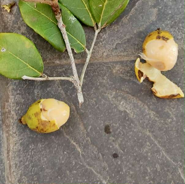 Melicoccus sp Bahia - 1 fresh seed / 1 frischer Samen