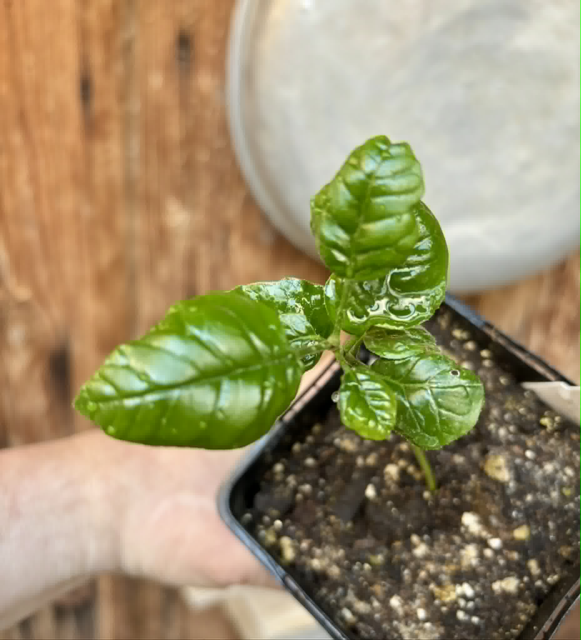 Wampee (Clausena lansium) - 1 small potted seedling / 1 kleiner, getopfter Sämling