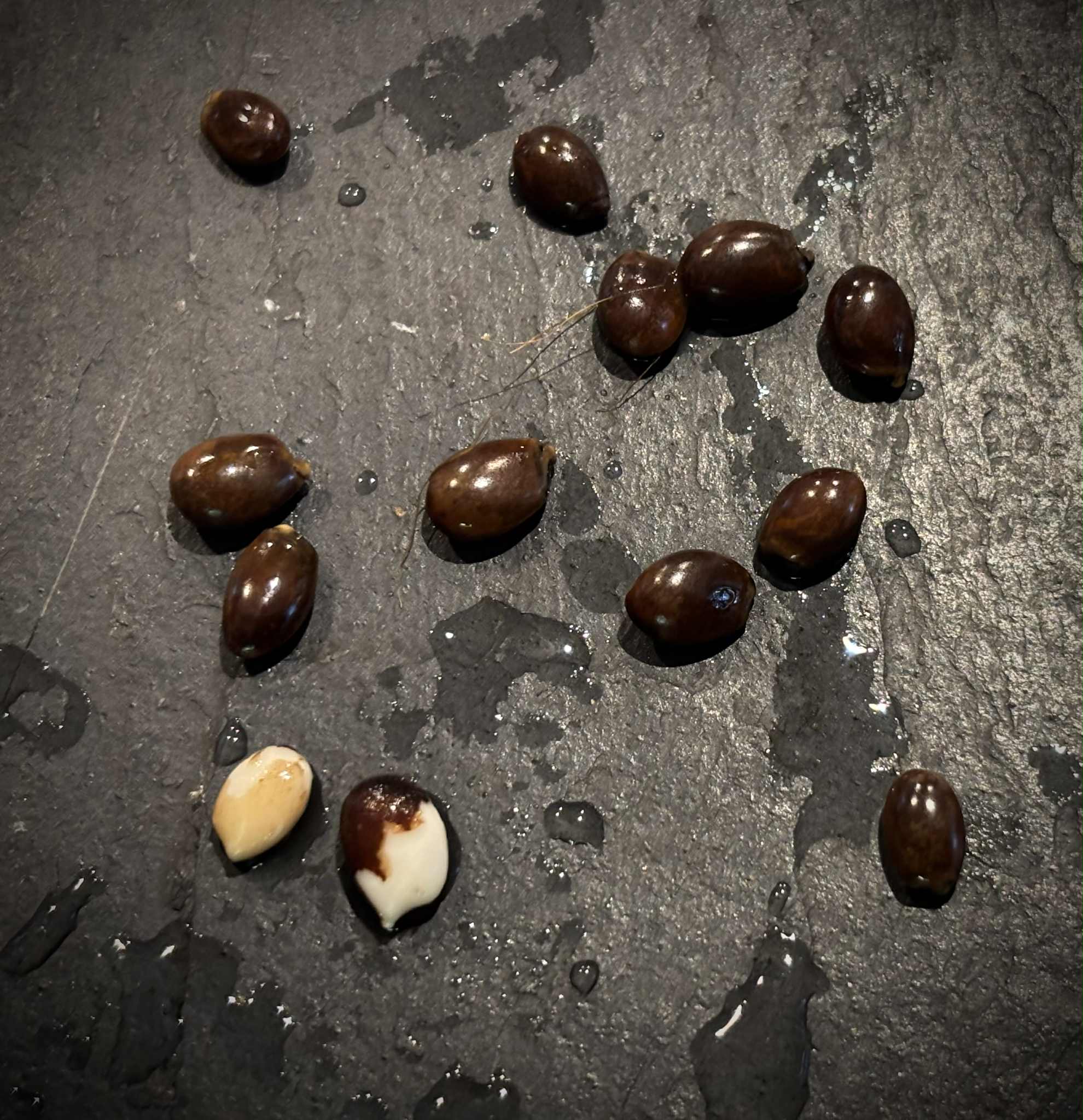 Star-Anise (Illicium verum) - 10 fresh seeds / 10 frische Samen