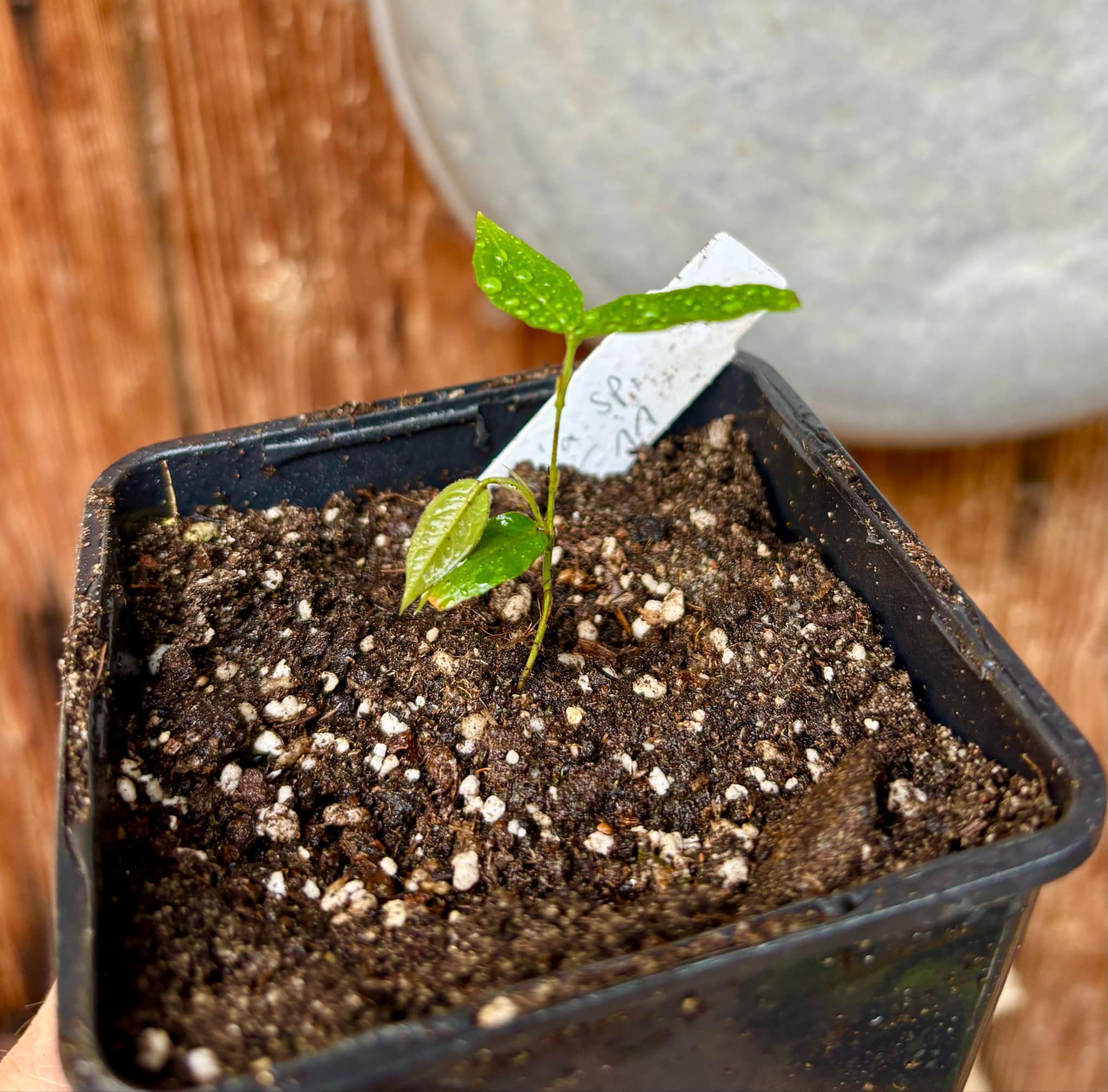 Plinia sp T11 - Red Hybrid x Phitrantha Rosa - 1 small potted seedling / 1 kleiner, getopfter Sämling Plinia sp T11 - Red Hybrid x Phitrantha Rosa - 1 small potted seedling / 1 kleiner, getopfter Sämling