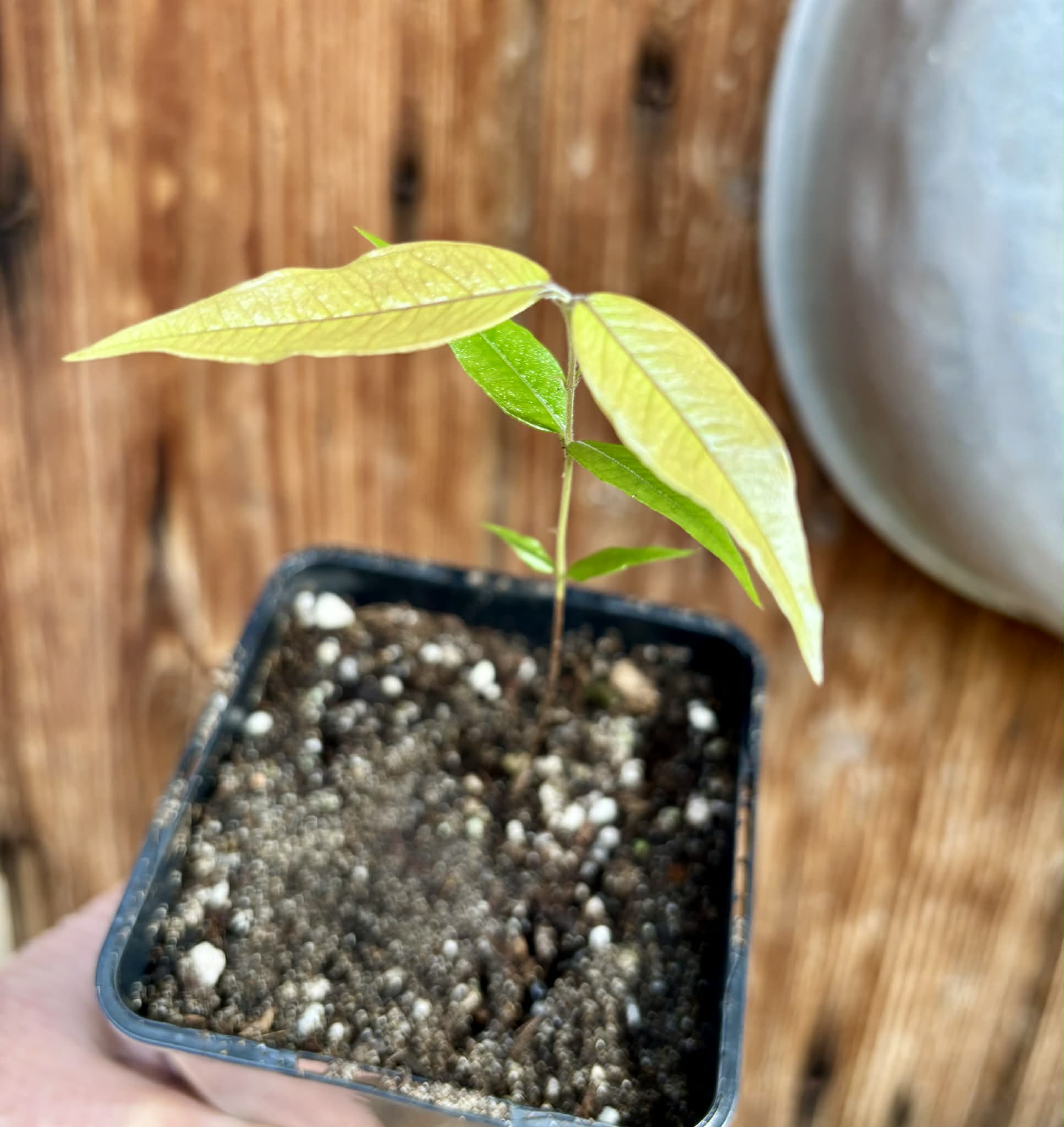 Myrciaria sp Jaboticaba - 1 potted seedling / 1 getopfter Sämling