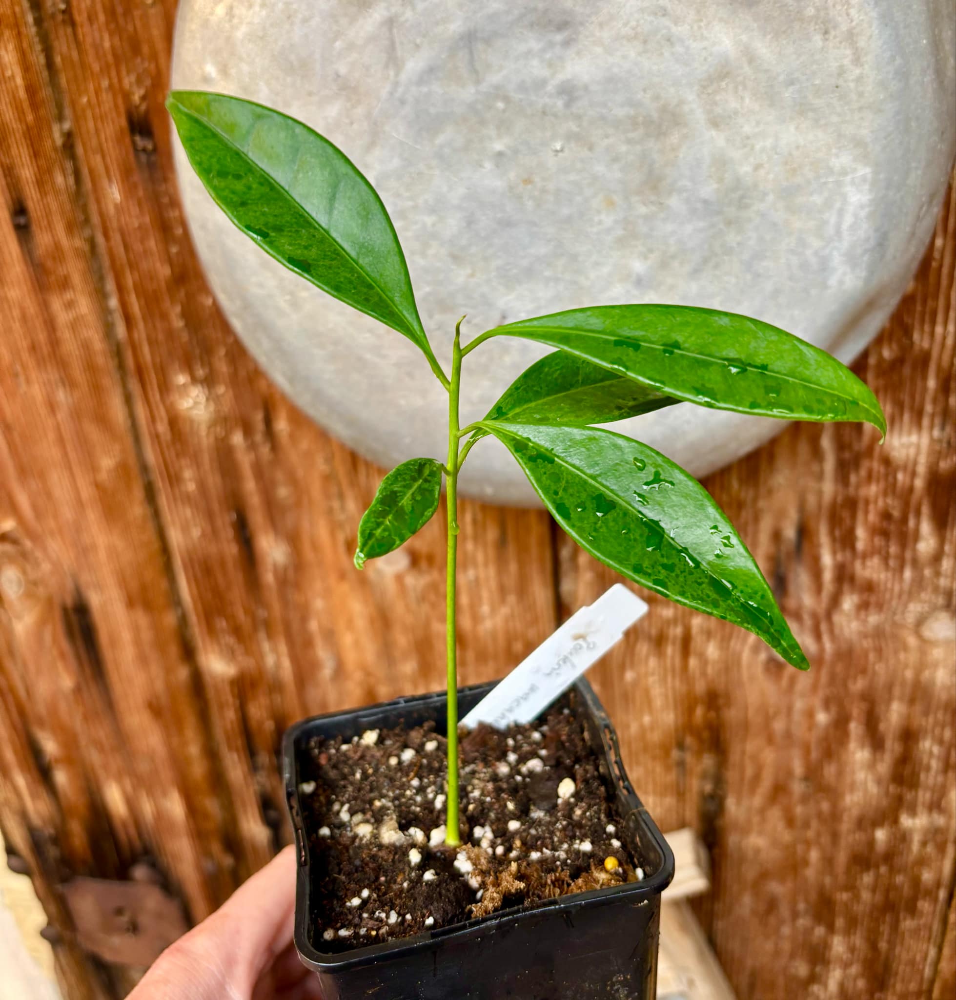 Pouteria macahensis - 1 small potted seedling / 1 kleiner, getopfter Sämling Pouteria macahensis - 1 small potted seedling / 1 kleiner, getopfter Sämling