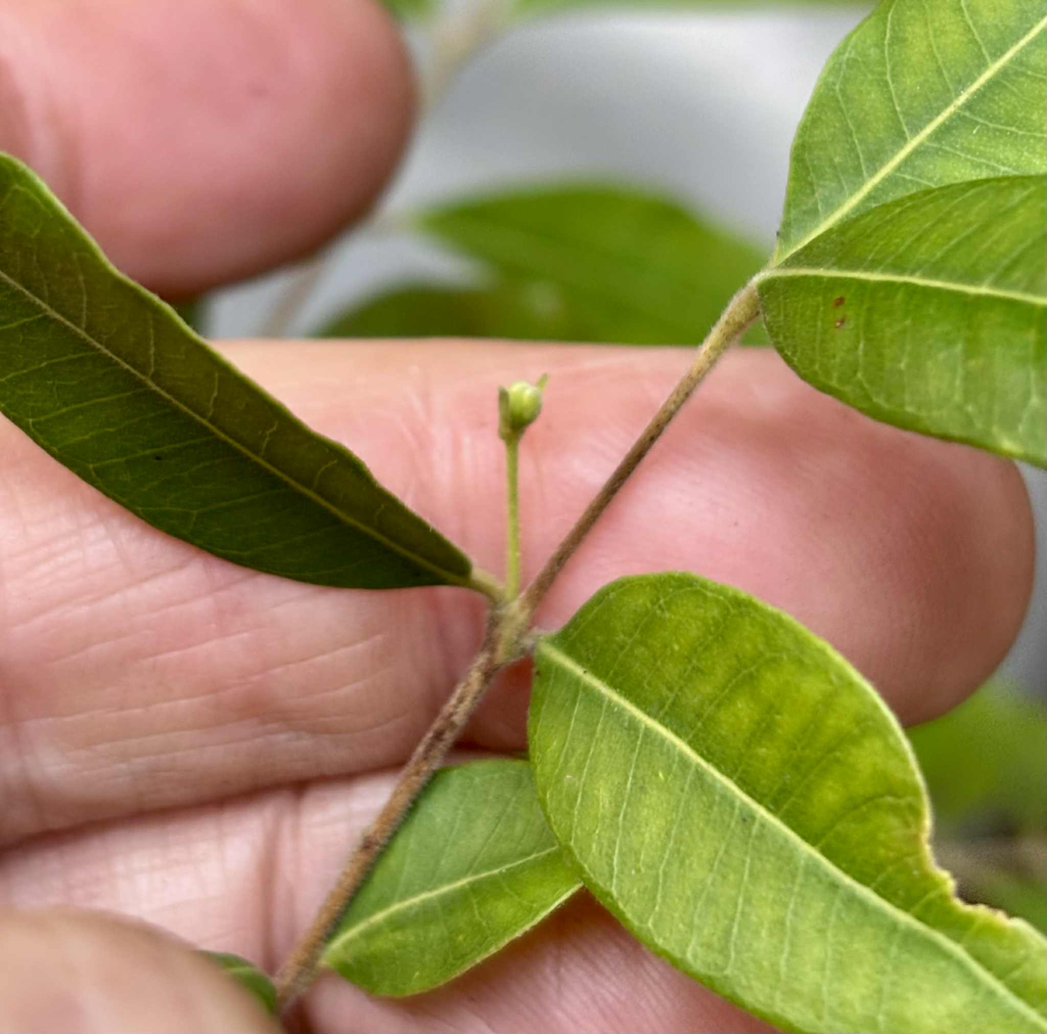 ten years old - Uvaia - Eugenia pyriformis -  1 potted plant / 1 getopfte Pflanze