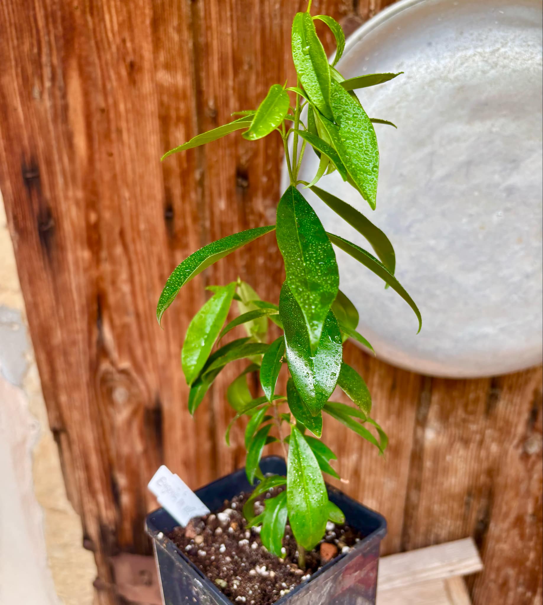 Eugenia involucrata var. Scarlet - 1 potted plant / 1 getopfte Pflanze