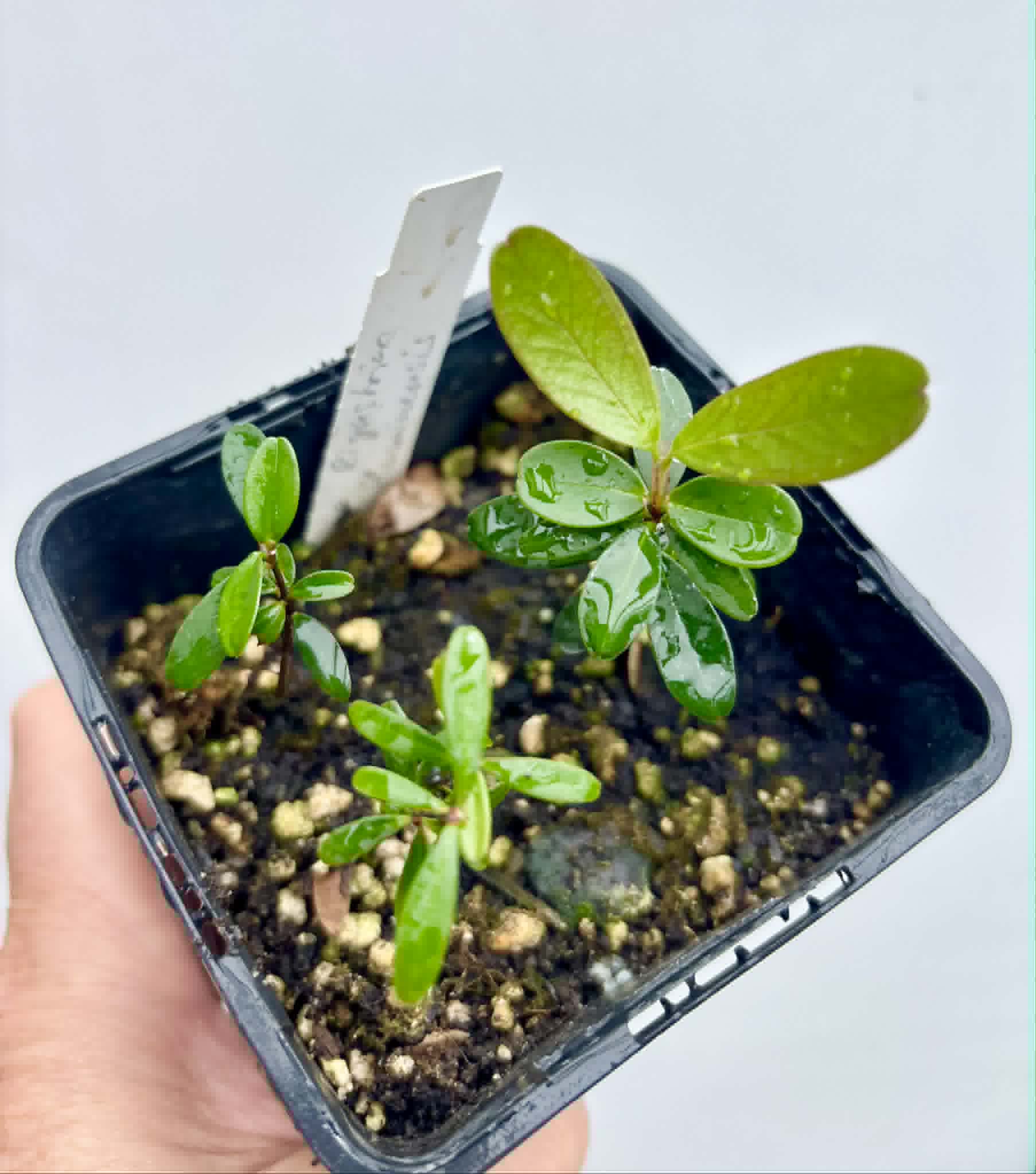 3 in 1 pot - Eugenia ligustrina var. fluminensis - 3 seedlings in on pot / 3 Sämlinge in einem Topf